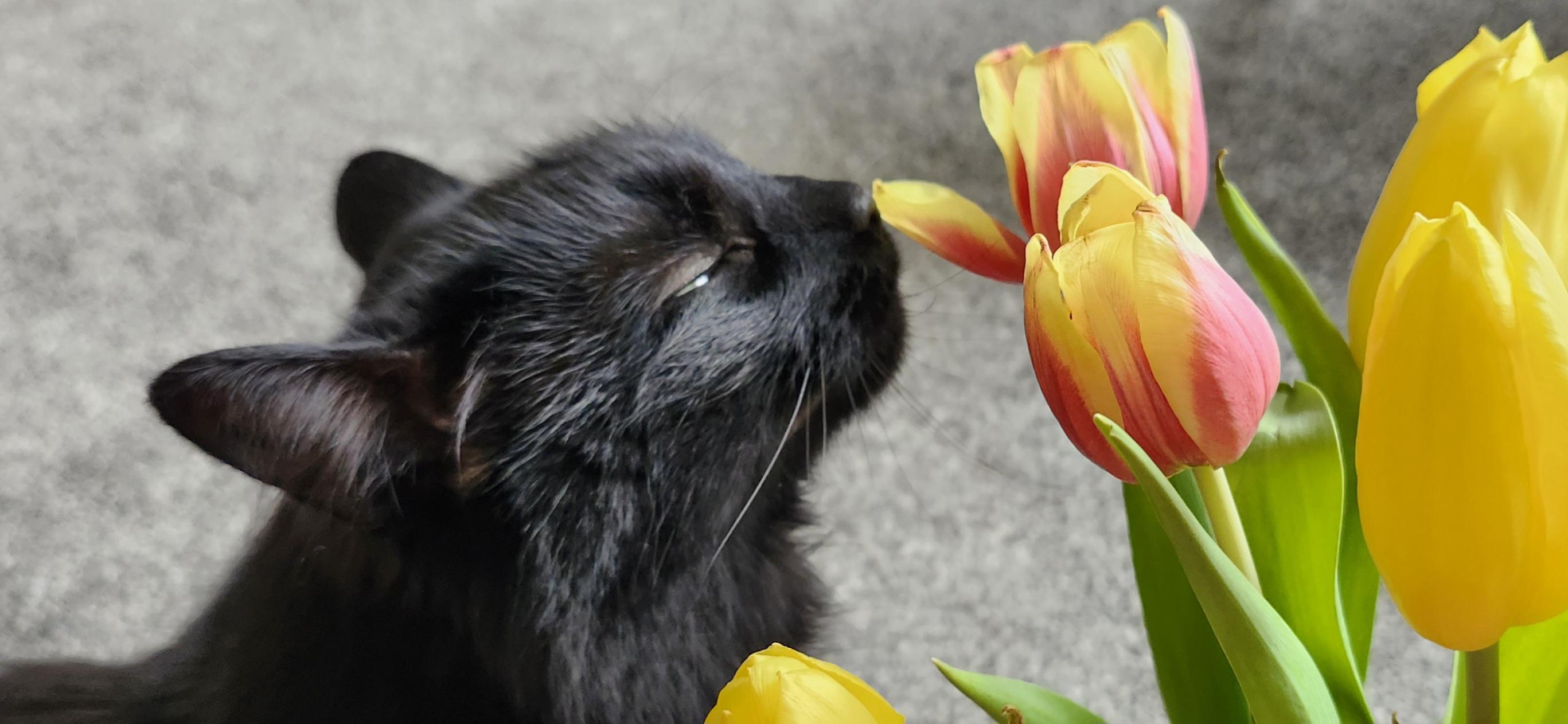 Enlarge Ivy, a Adoptable Domestic Long Hair in Paw Paw, MI image 1/6