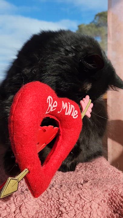 Enlarge Ivy, a Adoptable Domestic Long Hair in Paw Paw, MI video 6/6