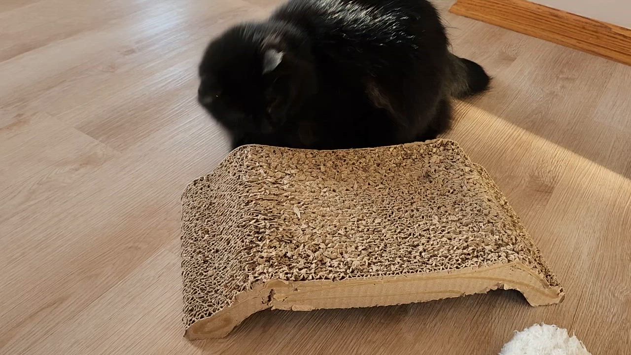 Enlarge Ivy, a Adoptable Domestic Long Hair in Paw Paw, MI video 6/6