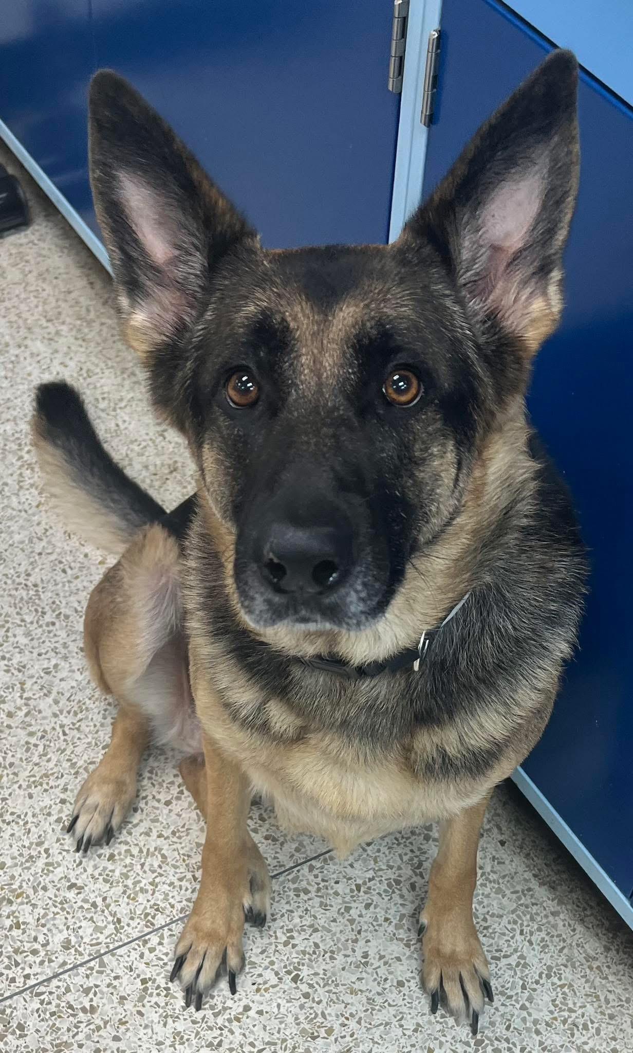 Enlarge Juliet GSD, an adopted German Shepherd Dog in Vinemont, AL image 1/1