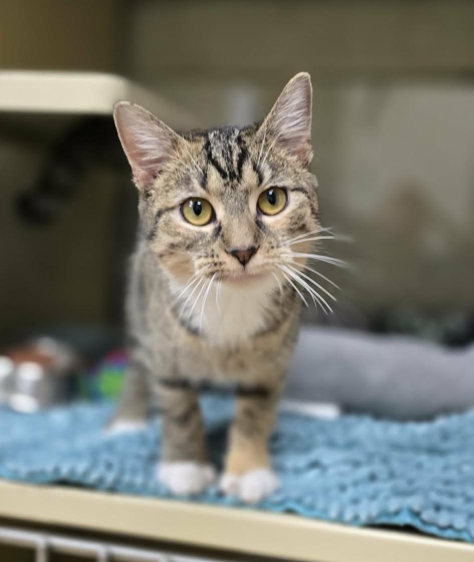 Enlarge Bitzy, an adopted Domestic Short Hair in New Castle, PA image 3/5