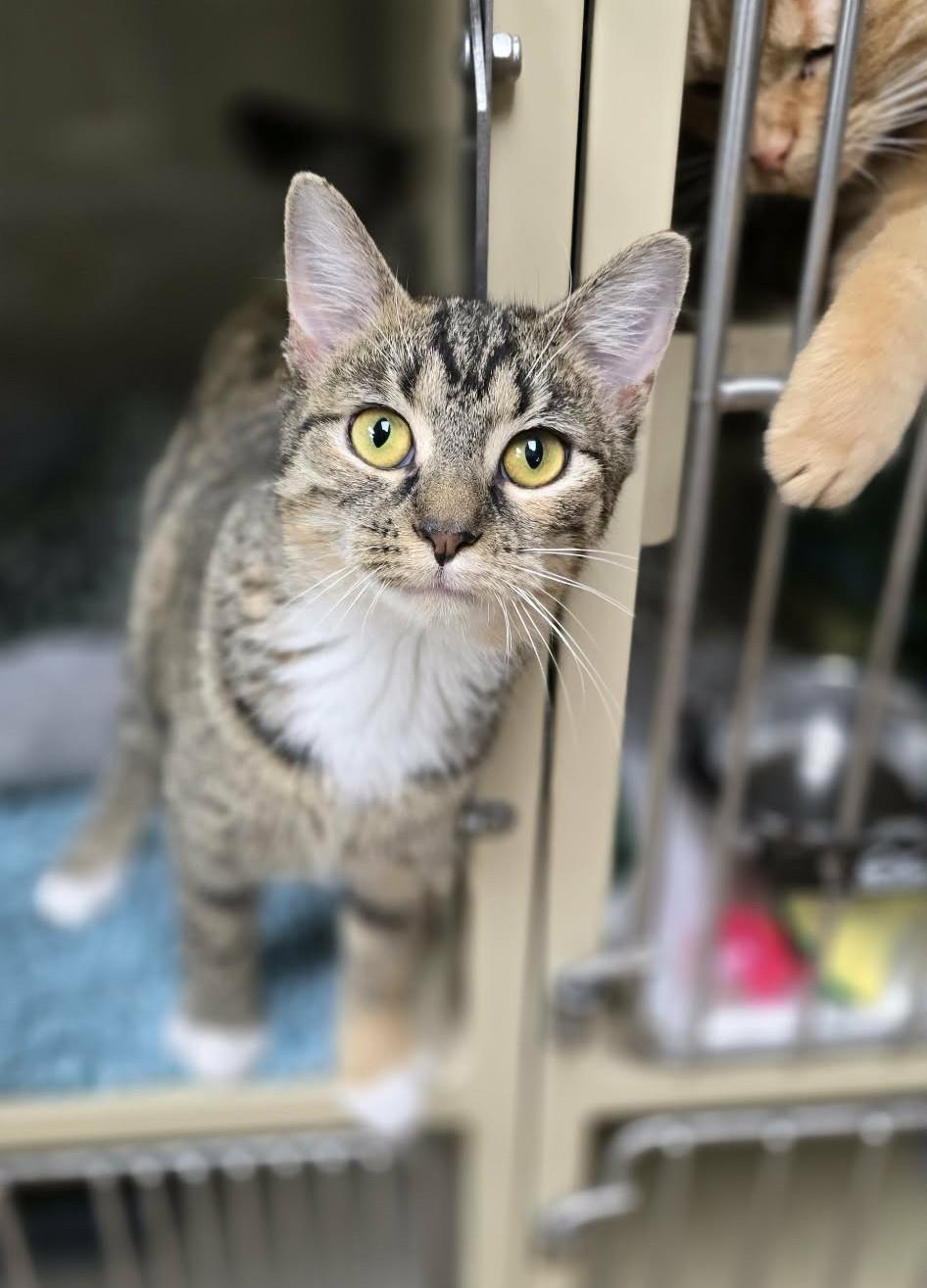 Enlarge Bitzy, an adopted Domestic Short Hair in New Castle, PA image 2/5