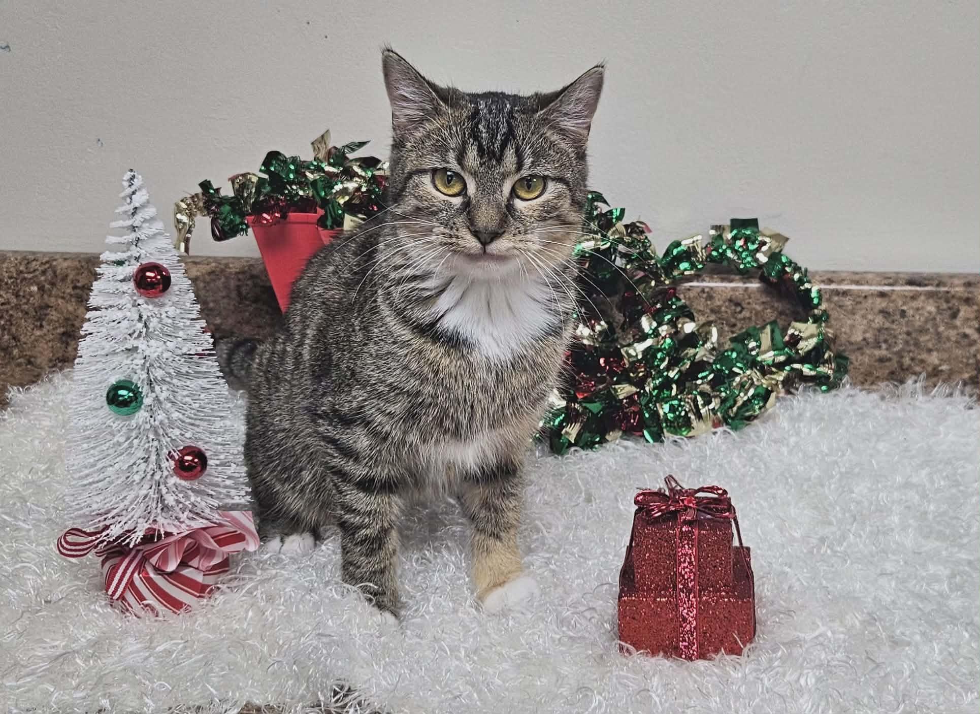 Bitzy, adopted, Young Female Domestic Short Hair.