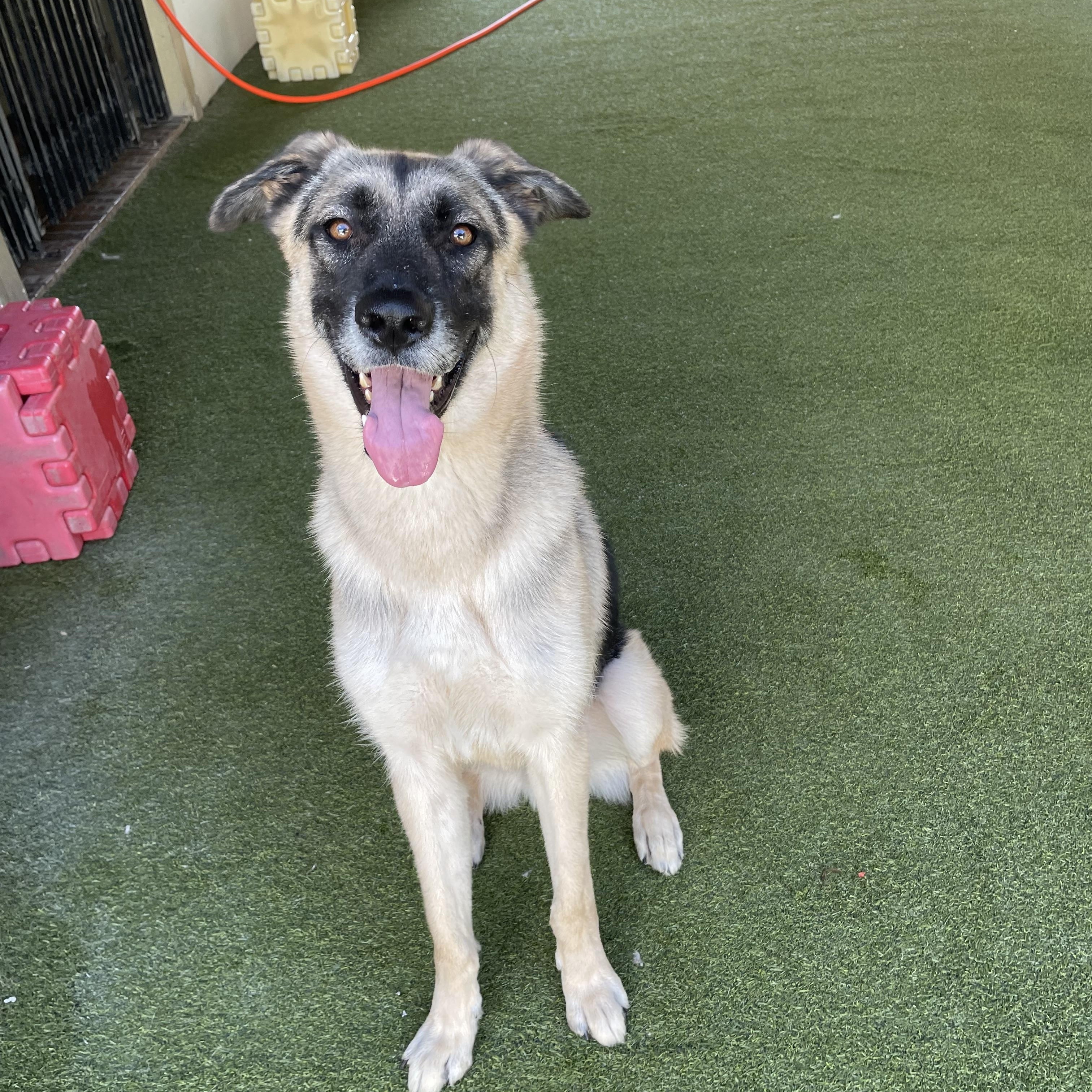 Enlarge Bear, a Adoptable German Shepherd Dog in Houston, TX image 4/6