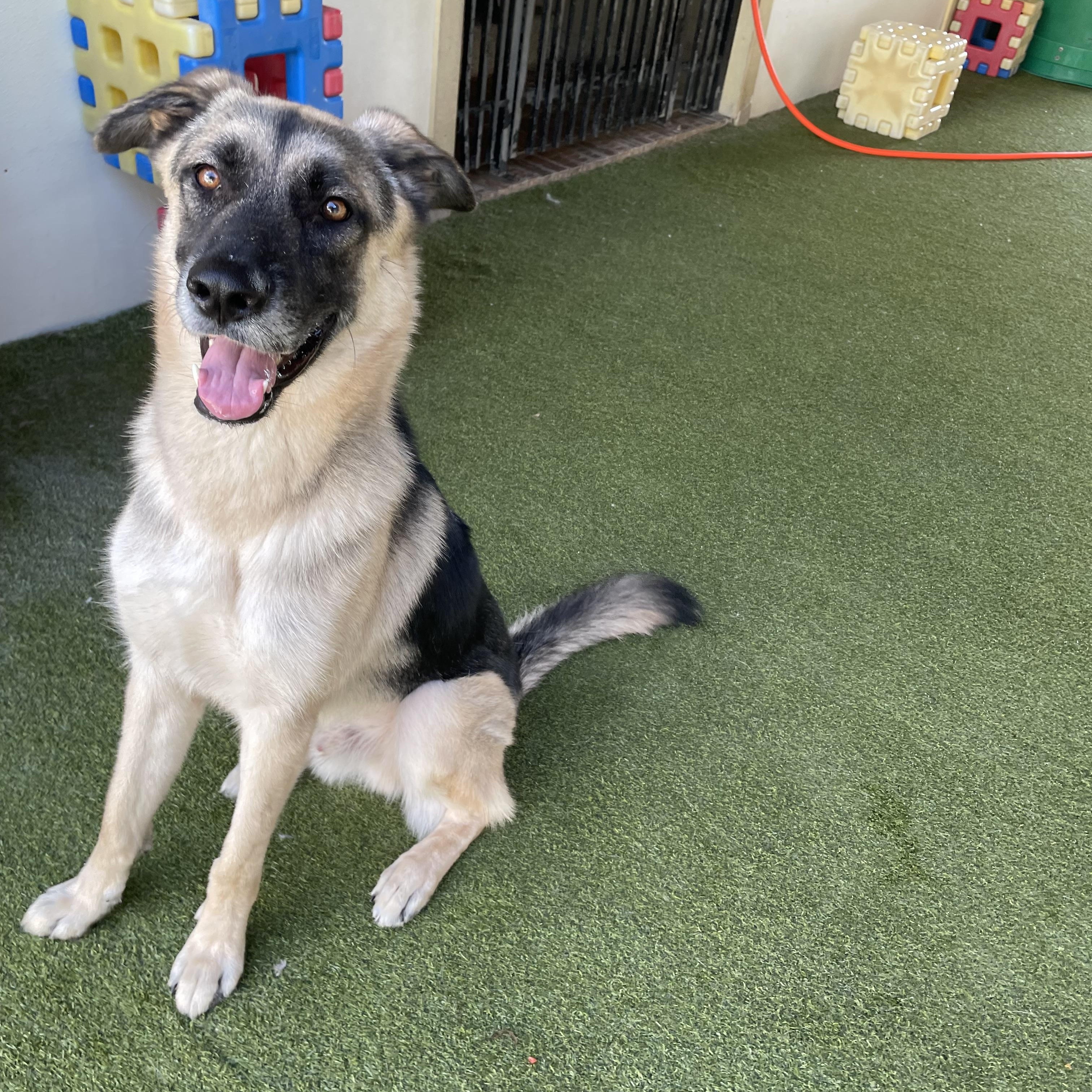 Enlarge Bear, a Adoptable German Shepherd Dog in Houston, TX image 5/6
