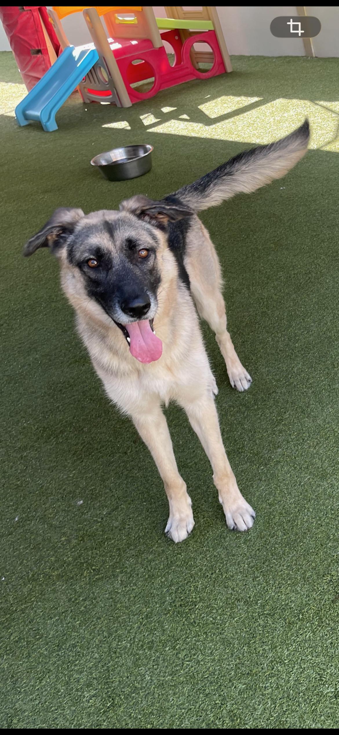 Enlarge Bear, a Adoptable German Shepherd Dog in Houston, TX image 2/6