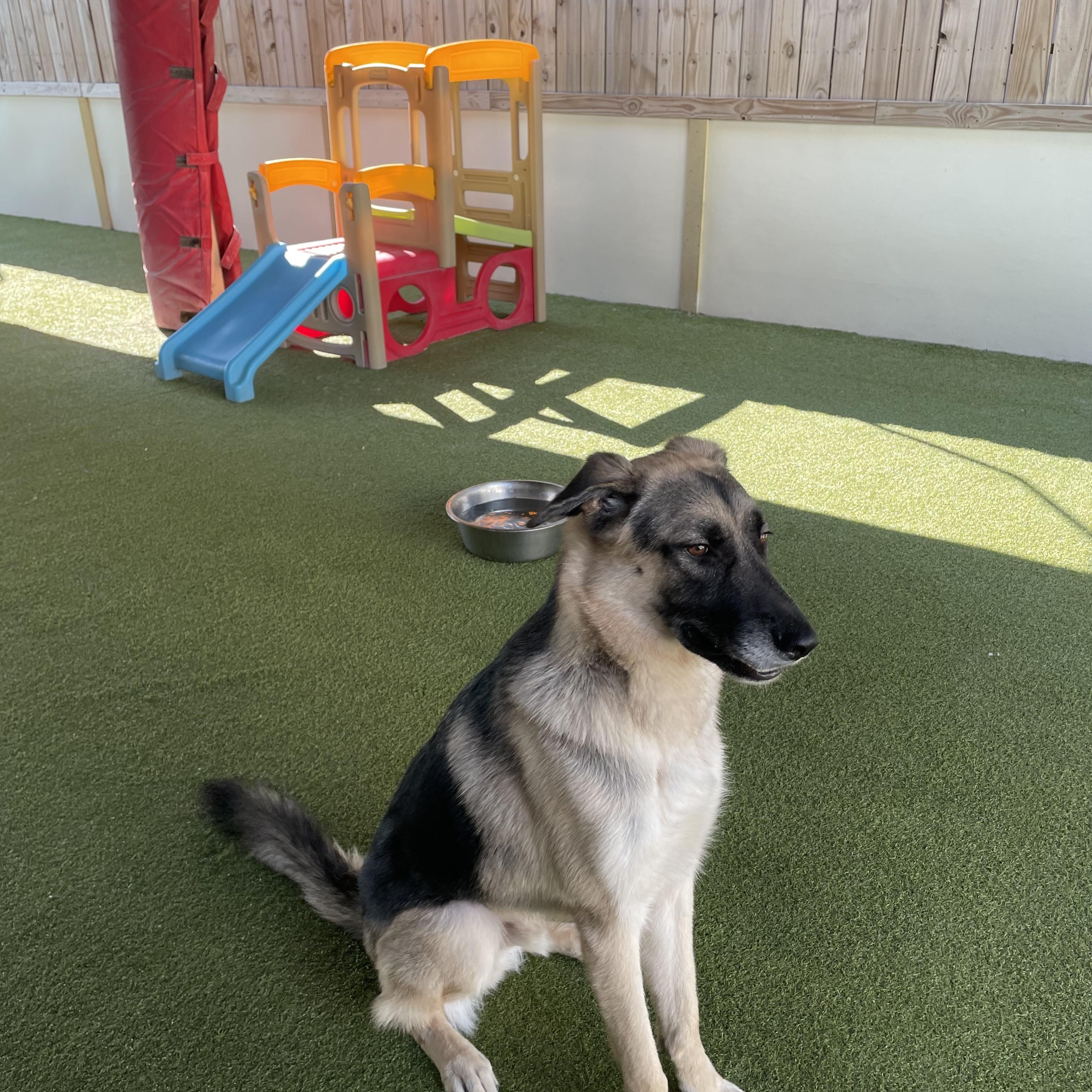Enlarge Bear, a Adoptable German Shepherd Dog in Houston, TX image 6/6