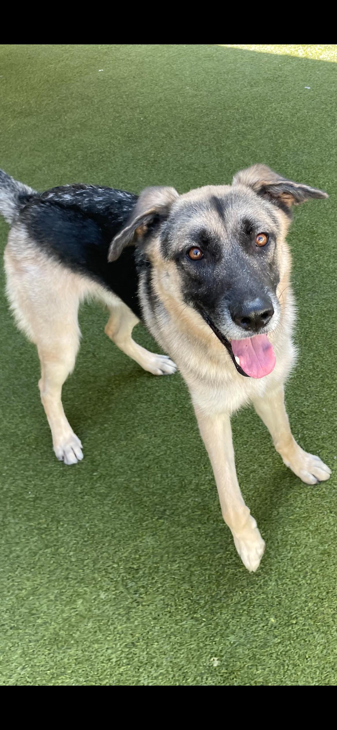 Enlarge Bear, a Adoptable German Shepherd Dog in Houston, TX image 1/6