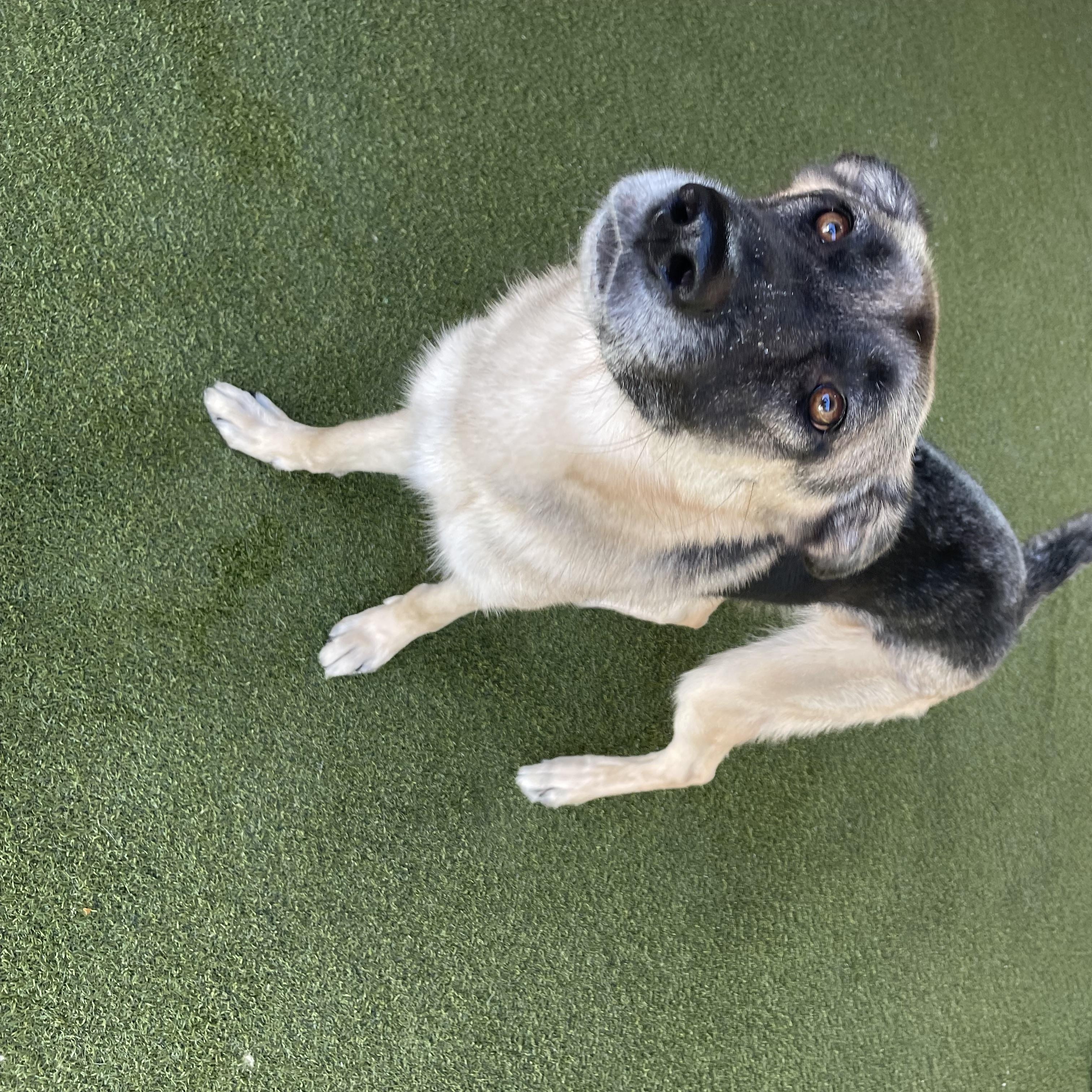 Enlarge Bear, a Adoptable German Shepherd Dog in Houston, TX image 3/6