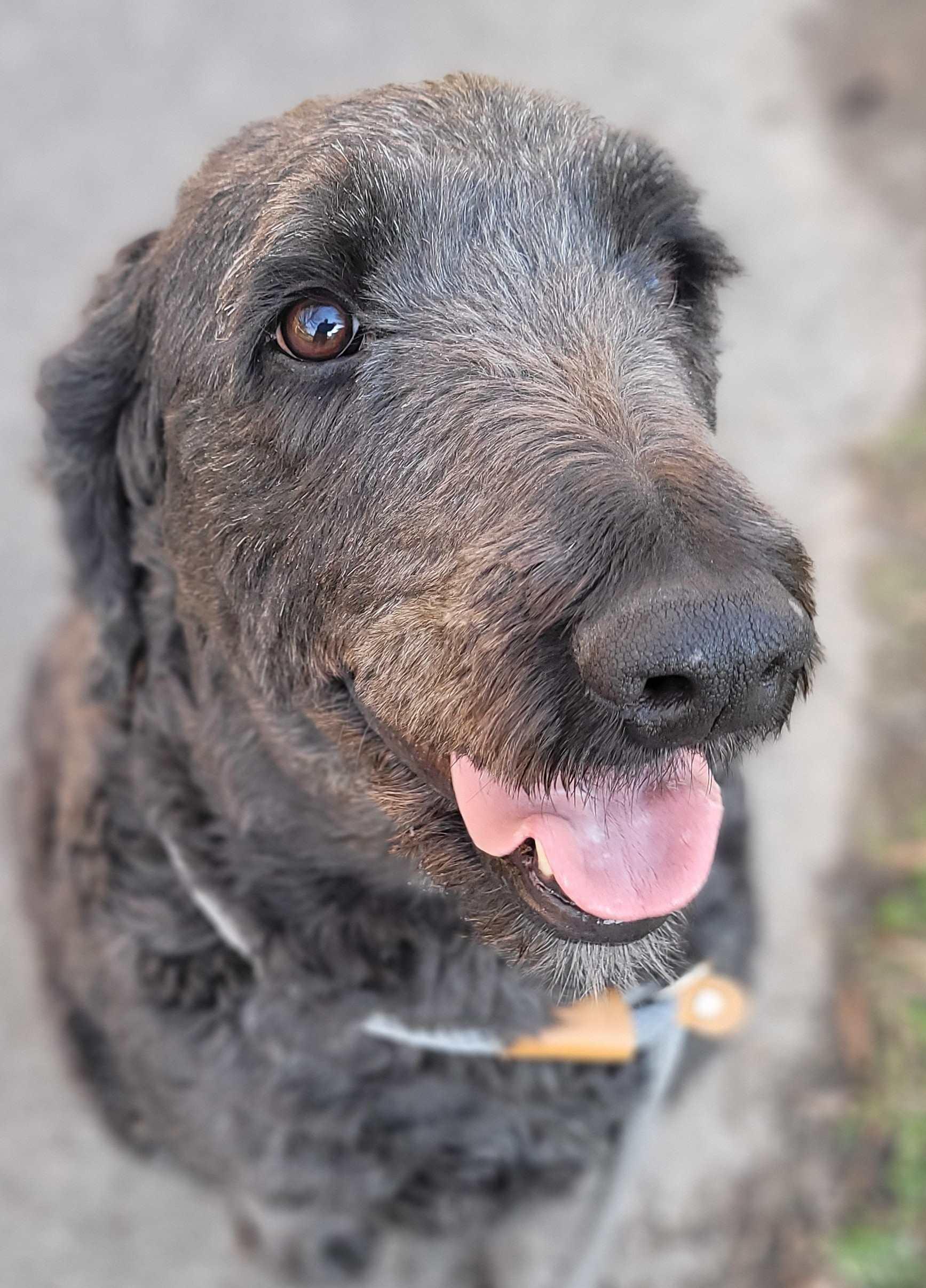 Maggie #73, adoptable, Adult Female Labradoodle.
