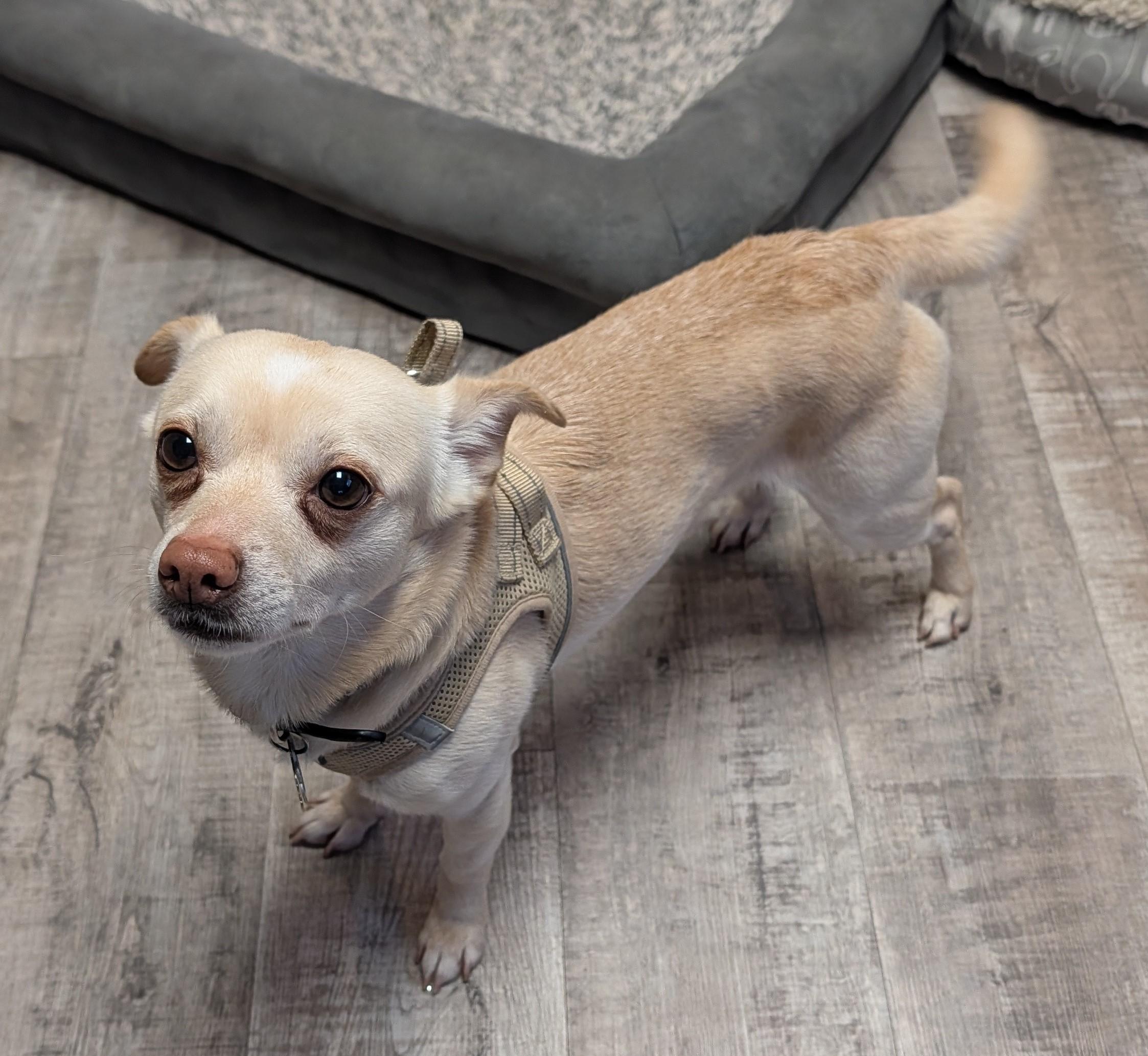 Enlarge Rusty - Courtesy Posting - He is NOT at the Shelter - Contact Info. in Bio, a ADOPTABLE Chihuahua in Butte, MT image 1/1