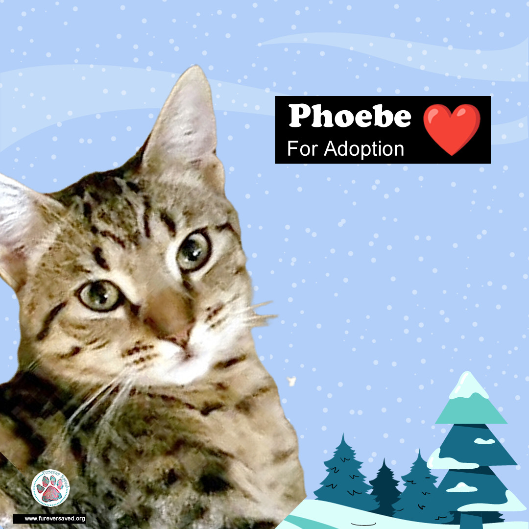 Phoebe
