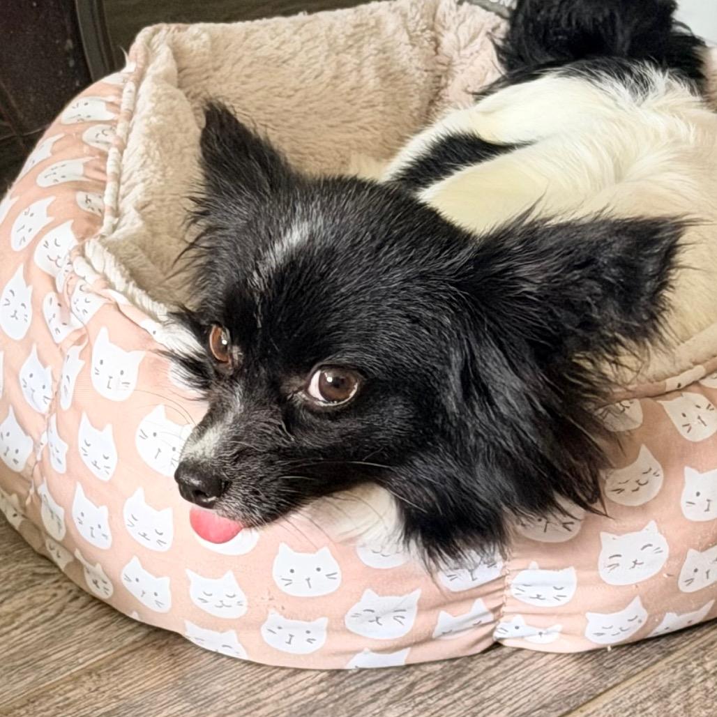 Colette, a Adoptable Papillon in Sinking Spring, PA image 1/6