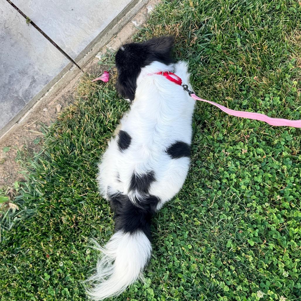 Colette, a Adoptable Papillon in Sinking Spring, PA image 2/6
