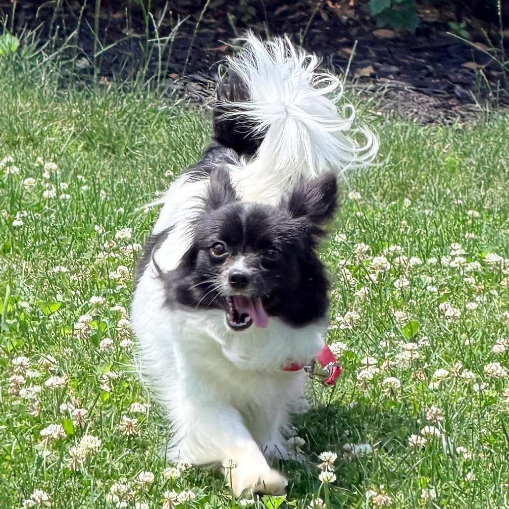 Colette, a Adoptable Papillon in Sinking Spring, PA image 3/6