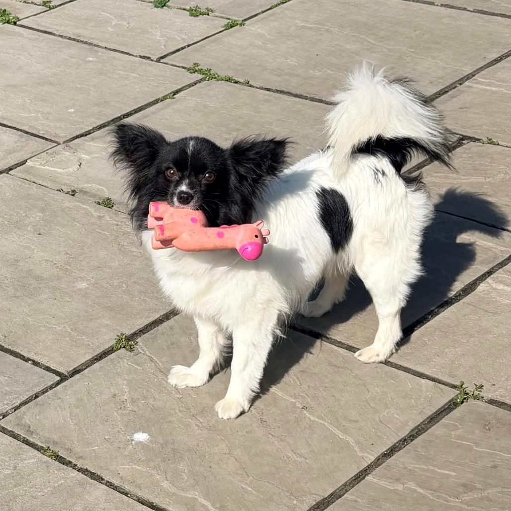 Colette, a Adoptable Papillon in Sinking Spring, PA image 4/6