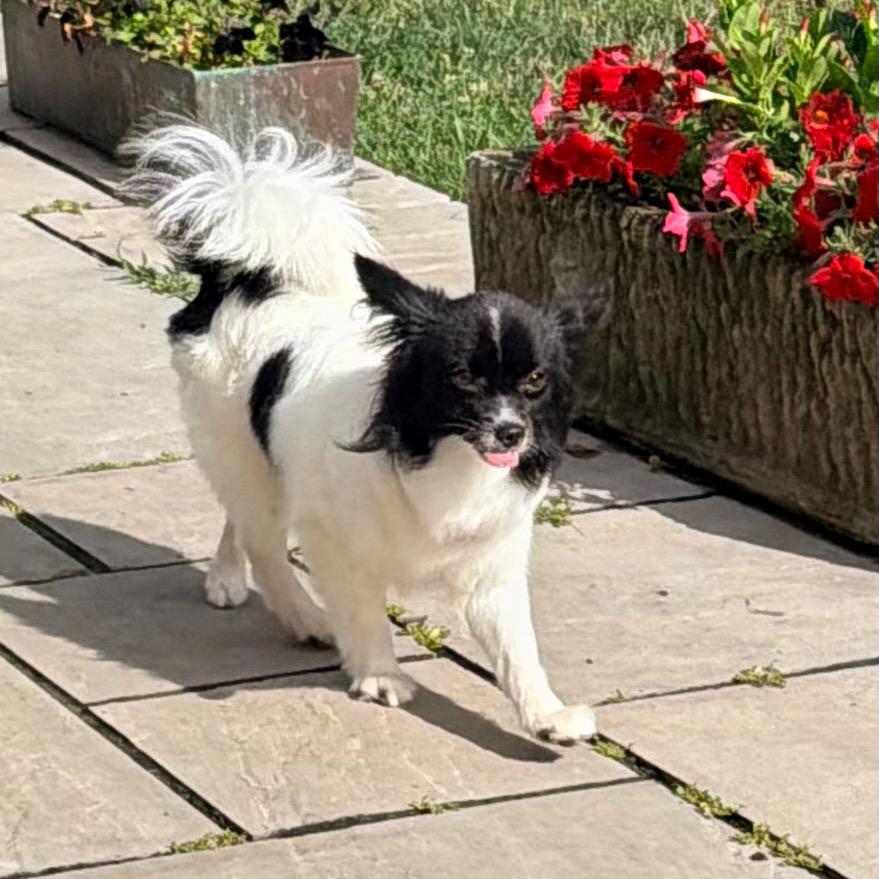Colette, a Adoptable Papillon in Sinking Spring, PA image 5/6