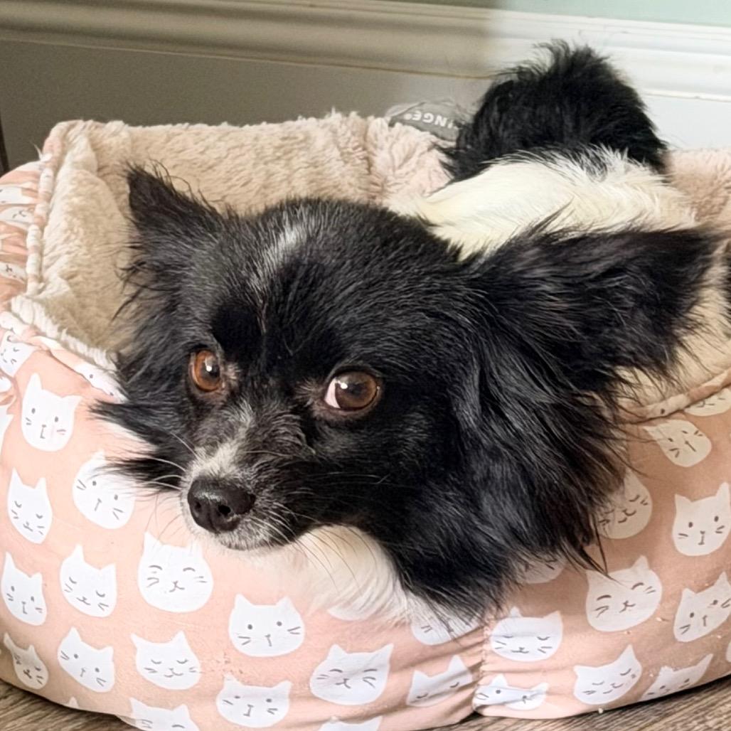 Colette, a Adoptable Papillon in Sinking Spring, PA image 6/6