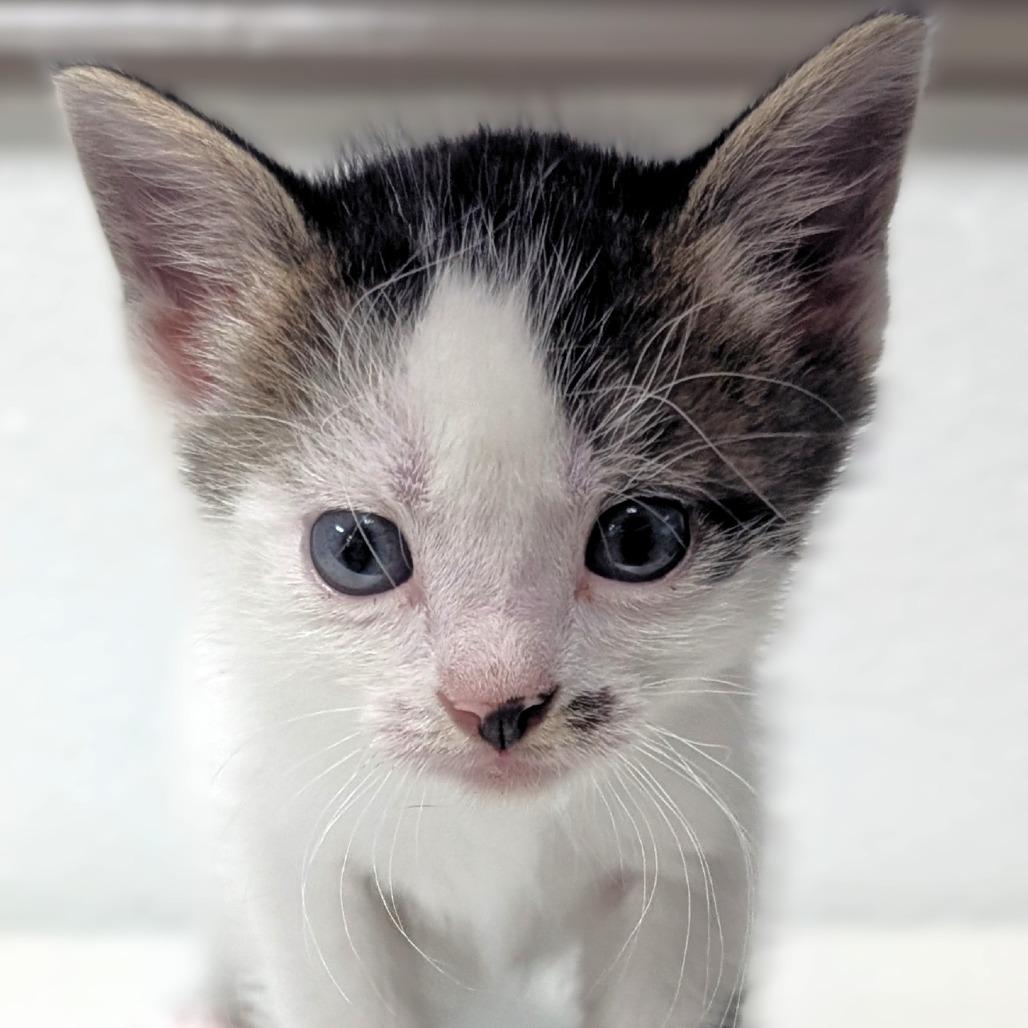 Dilly, Adoptable, Kitten Male Domestic Short Hair.