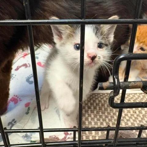 Dilly, a Adoptable Domestic Short Hair in Buchanan Dam, TX image 2/2