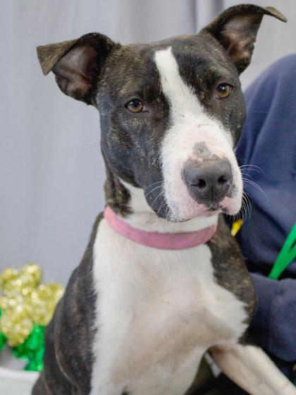 Renesme — thumbnail 2