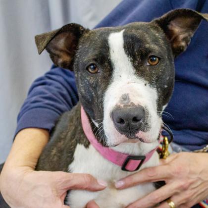 Renesme — thumbnail 3