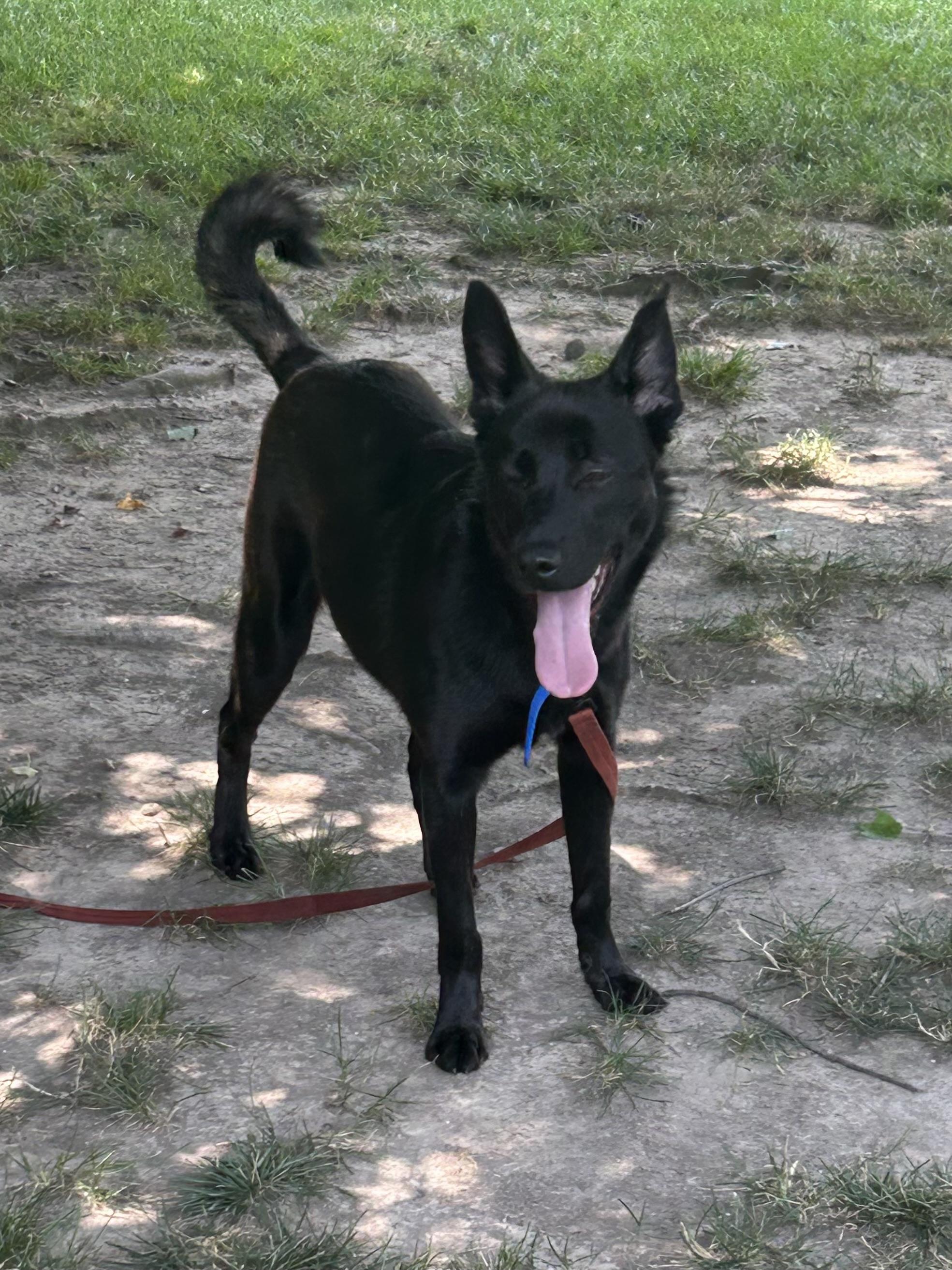 Enlarge LASSIE, a Adoptable mixed breed in Elyria, OH image 1/5