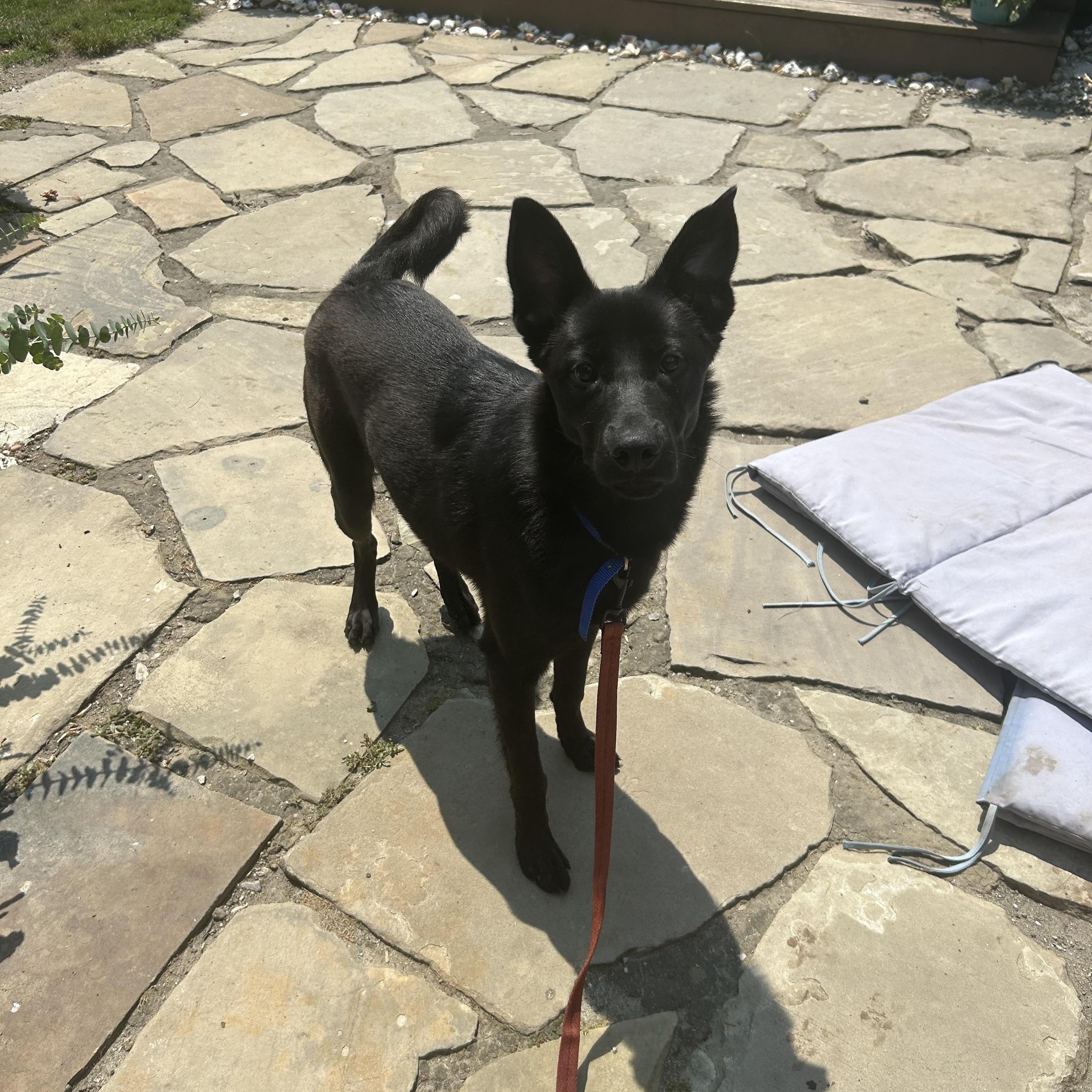 Enlarge LASSIE, a Adoptable mixed breed in Elyria, OH image 2/5
