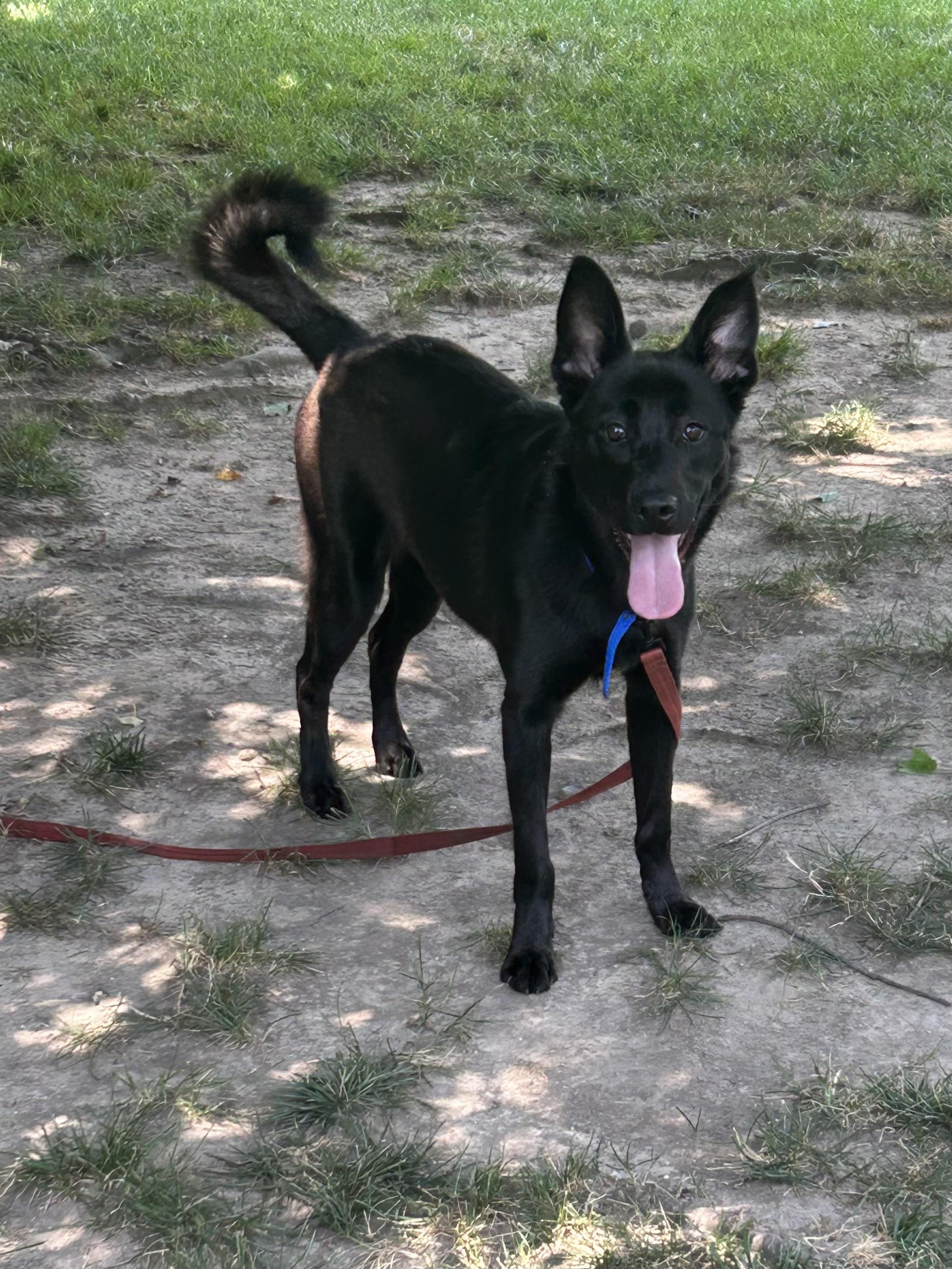 Enlarge LASSIE, a Adoptable mixed breed in Elyria, OH image 3/5