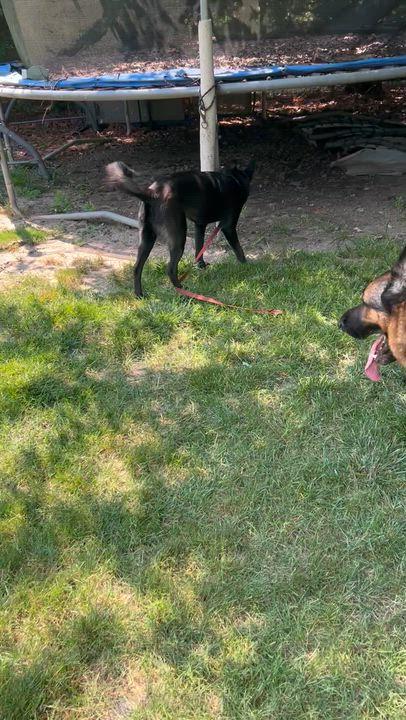 Enlarge LASSIE, a Adoptable mixed breed in Elyria, OH image 5/5