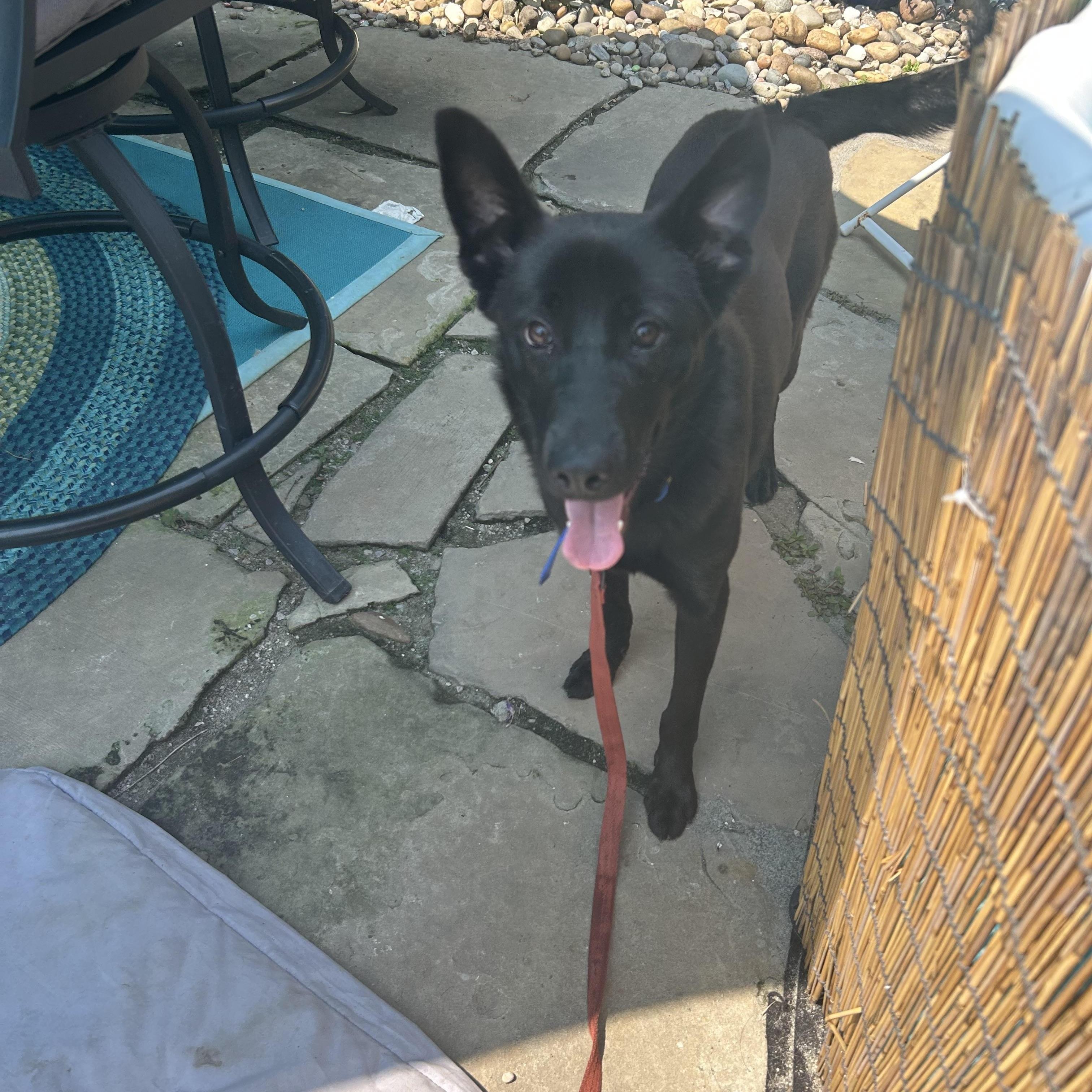 Enlarge LASSIE, a Adoptable mixed breed in Elyria, OH image 4/5