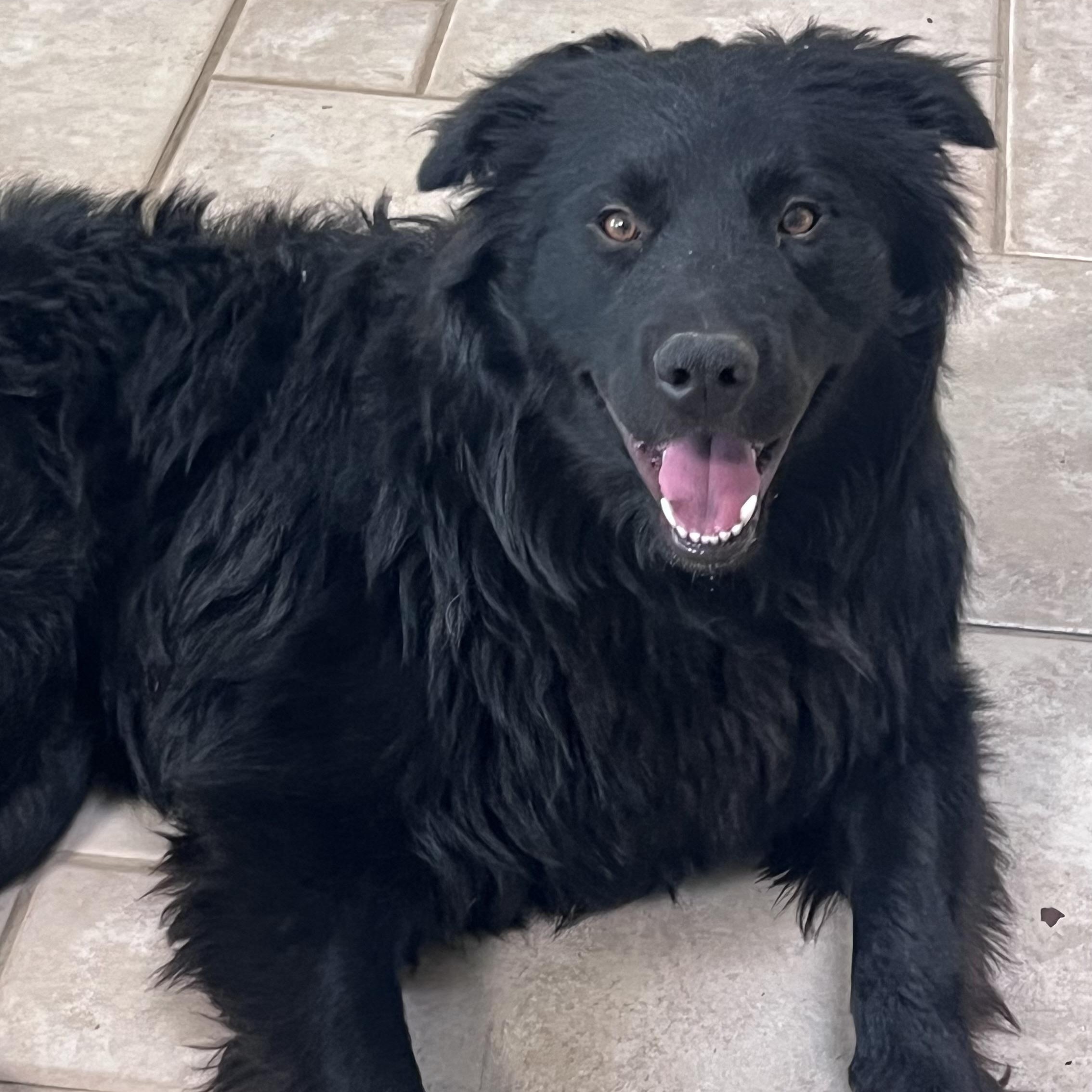 Harlon~ everyone’s bestie , adopted, Young Male Flat-Coated Retriever & Border Collie.