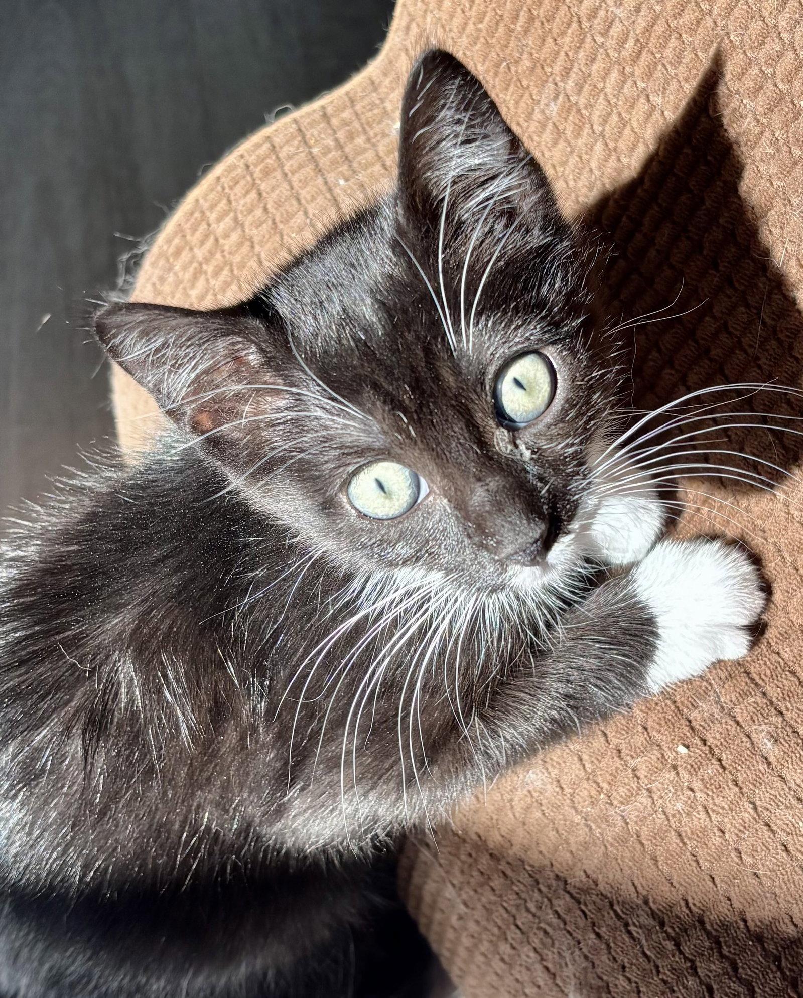 Paula, Adoptable, Kitten Female Tuxedo & Domestic Short Hair.