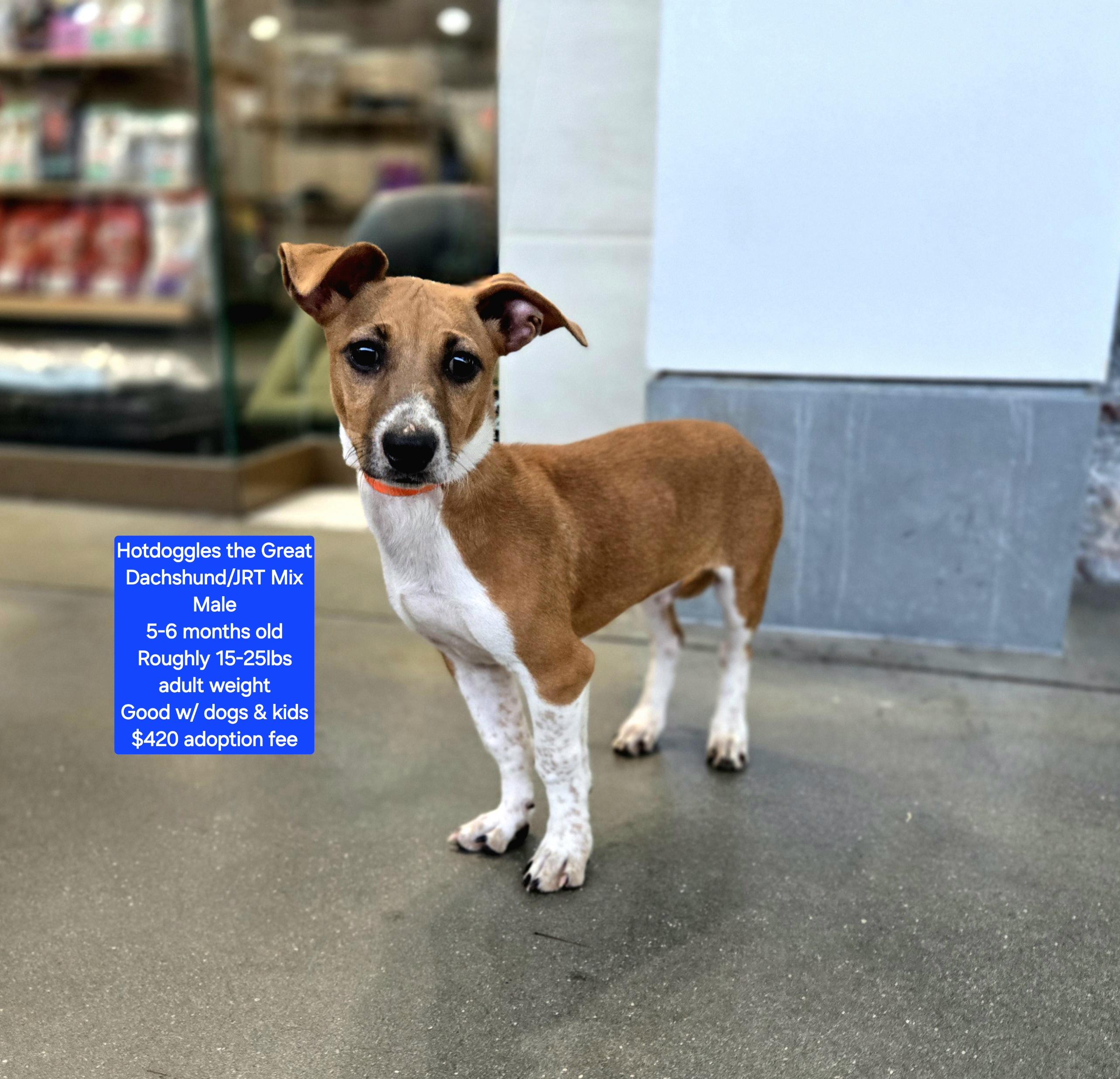 Hotdoggles The Great