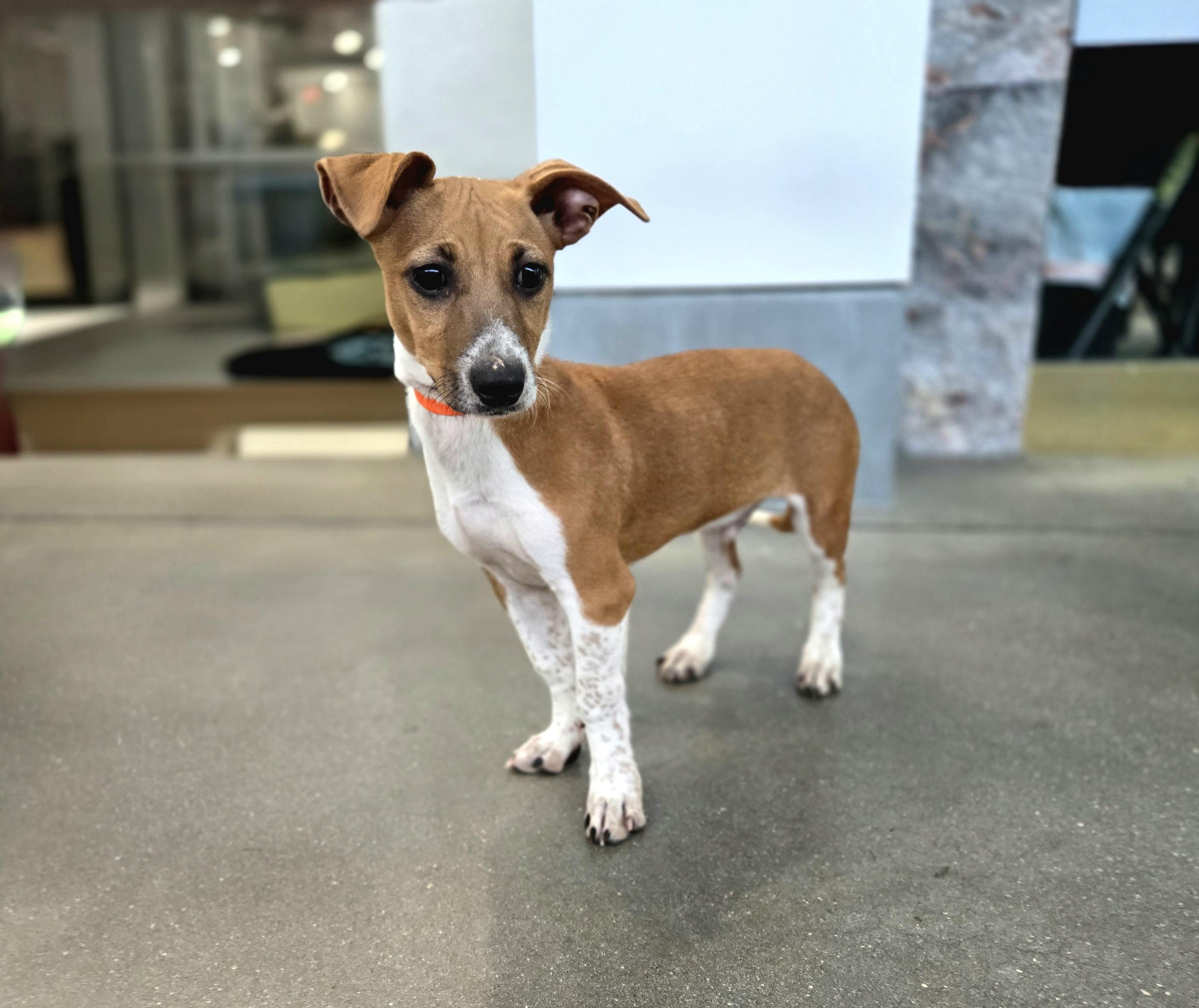 Hotdoggles The Great