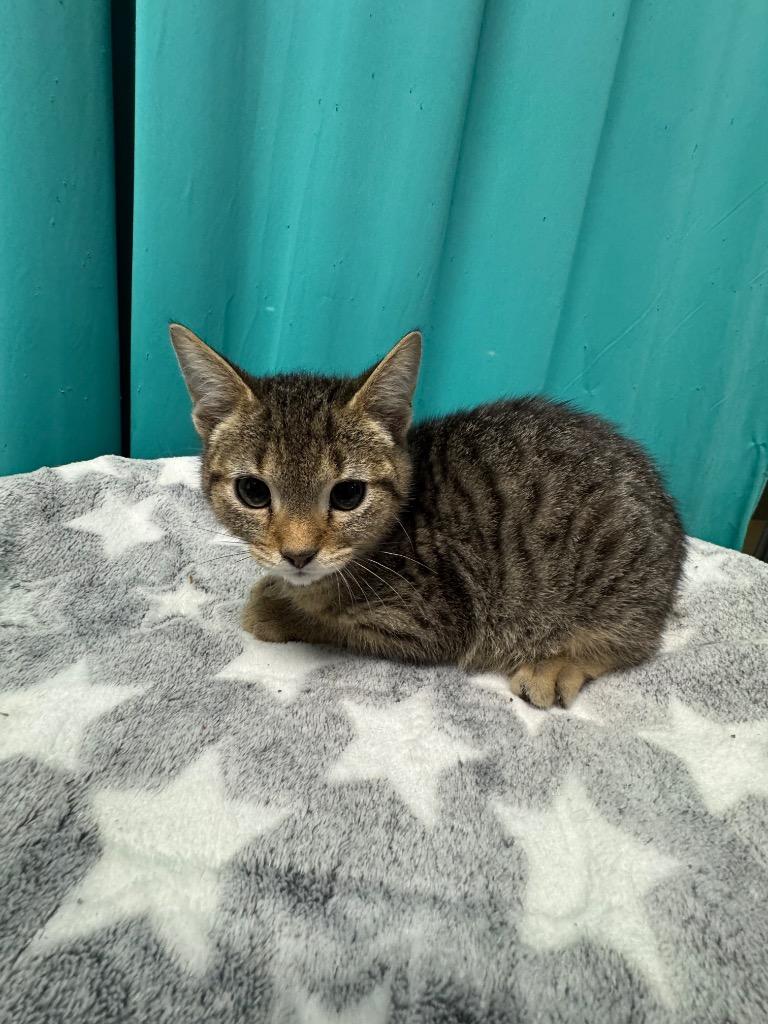 Pixie, Adoptable, Kitten Male Domestic Short Hair.