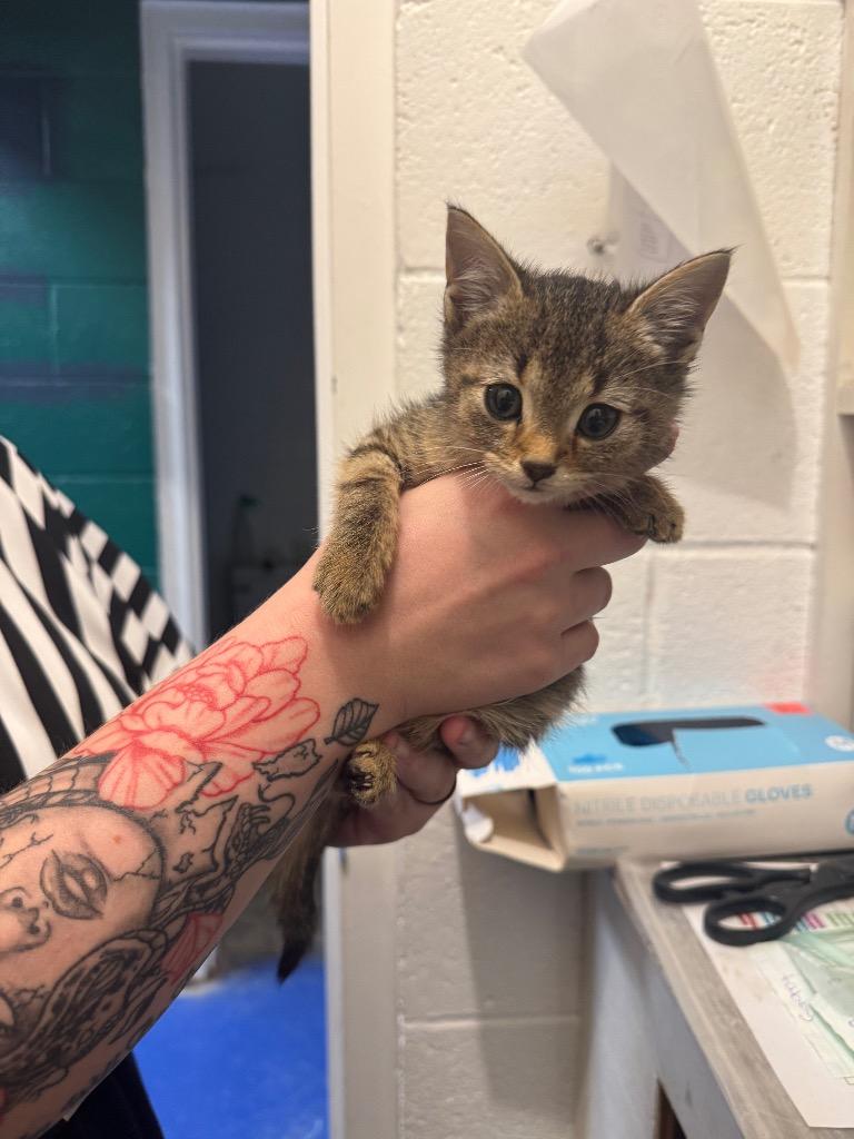 Enlarge Pixie, a Adoptable mixed breed in Johnson City, TN image 2/4