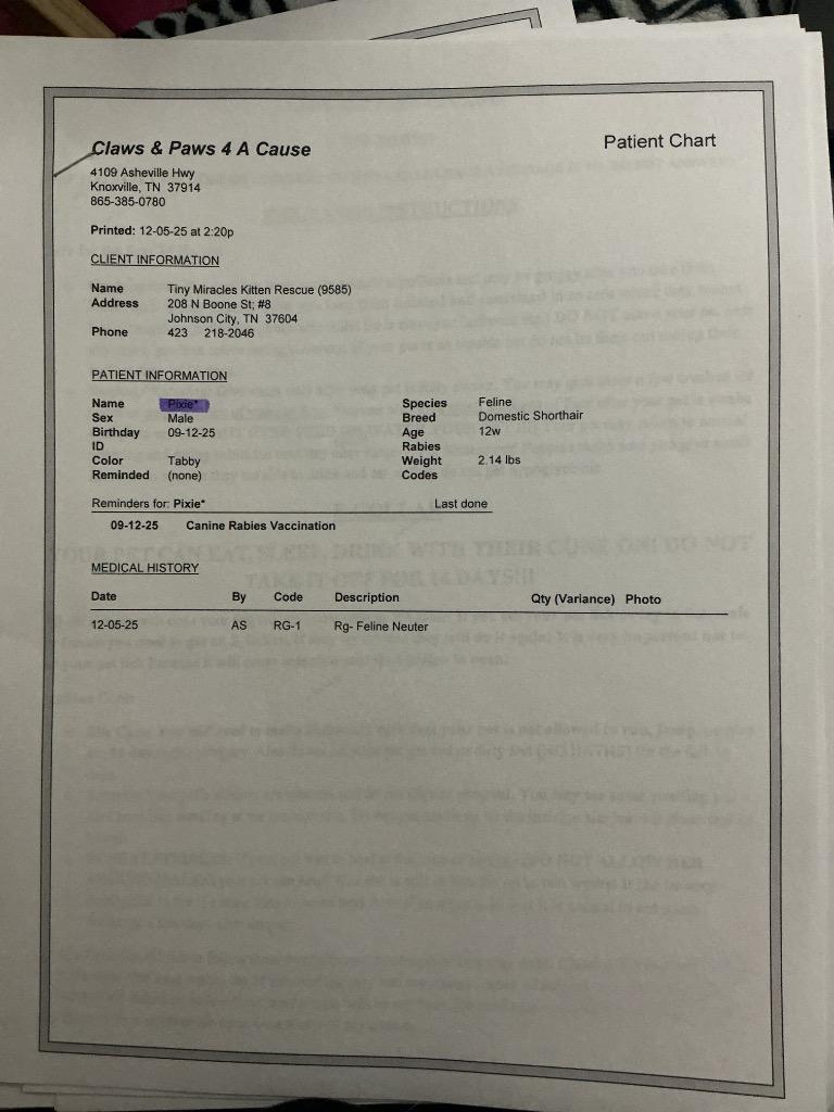 Enlarge Pixie, a Adoptable mixed breed in Johnson City, TN image 3/4