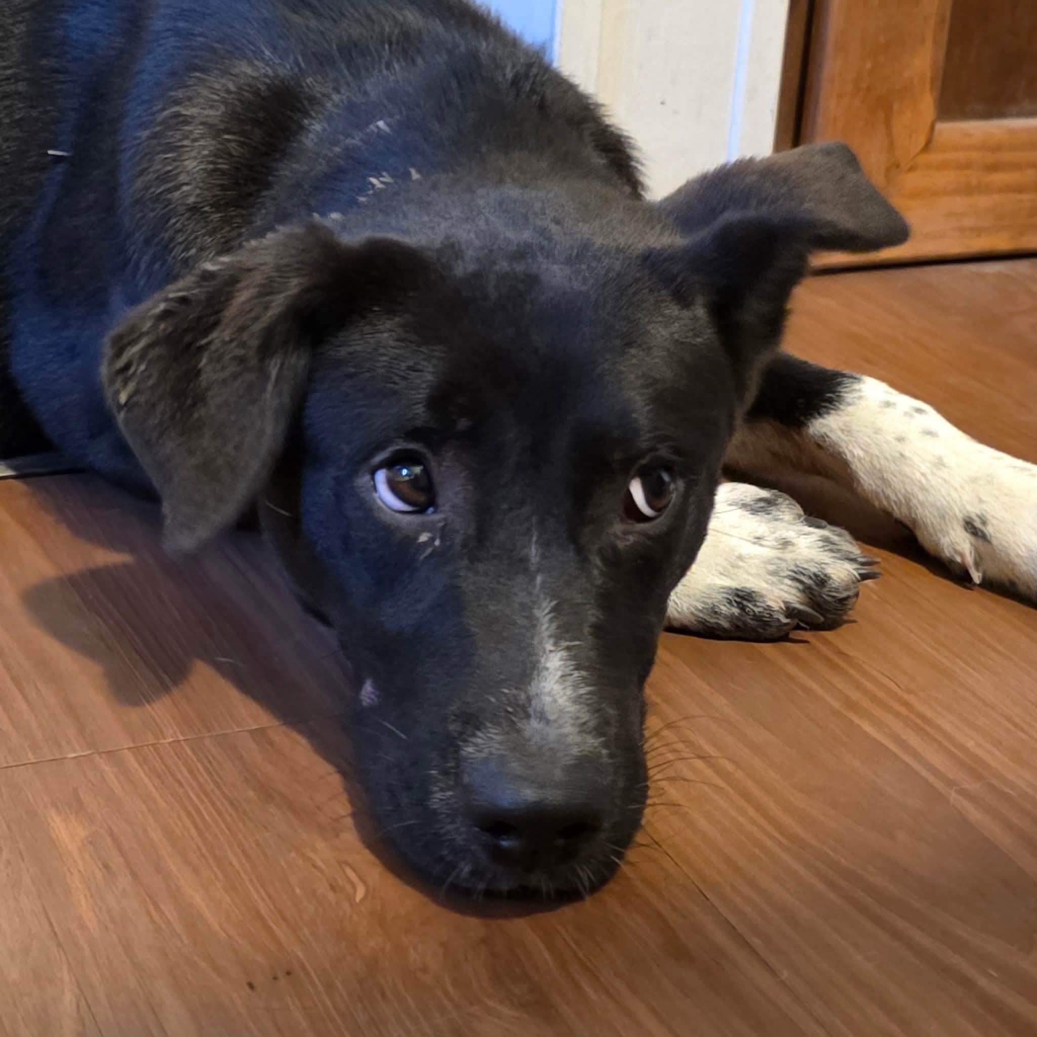 Enlarge Missy, a ADOPTABLE mixed breed in Cleveland, OK image 3/3