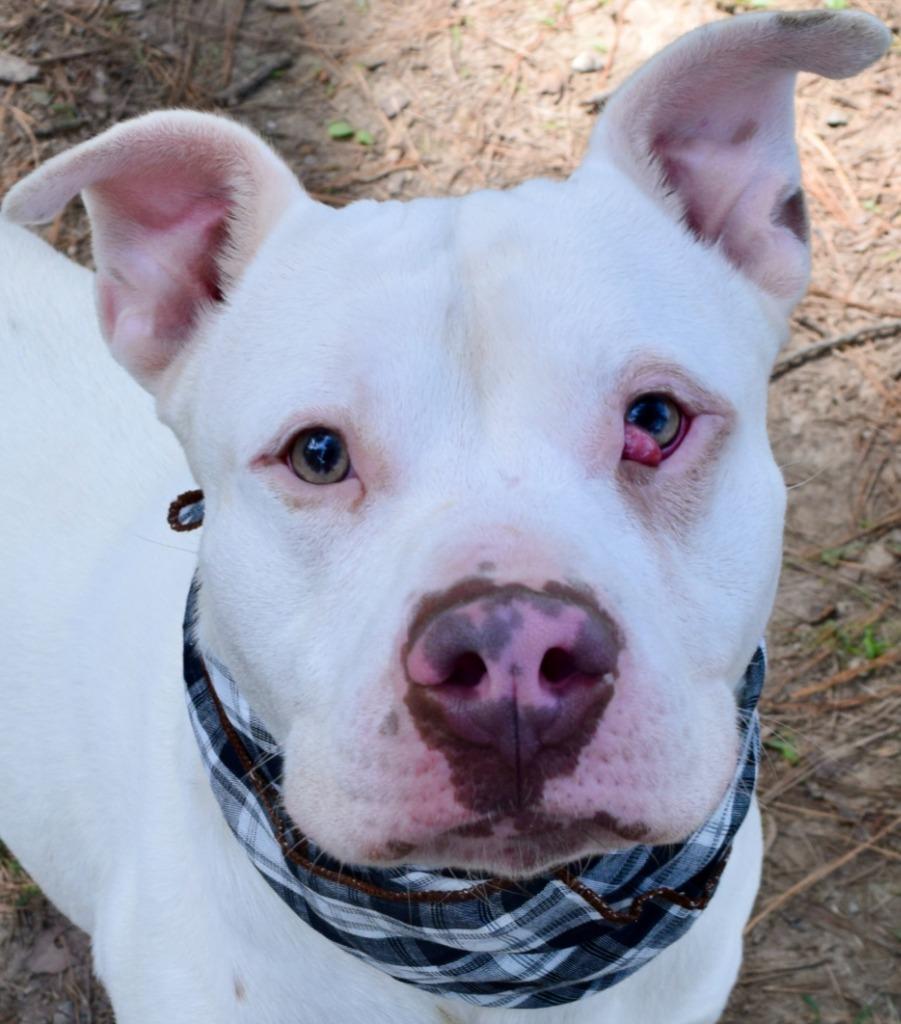 Lincoln, Adopted, Adult Male Pit Bull Terrier.