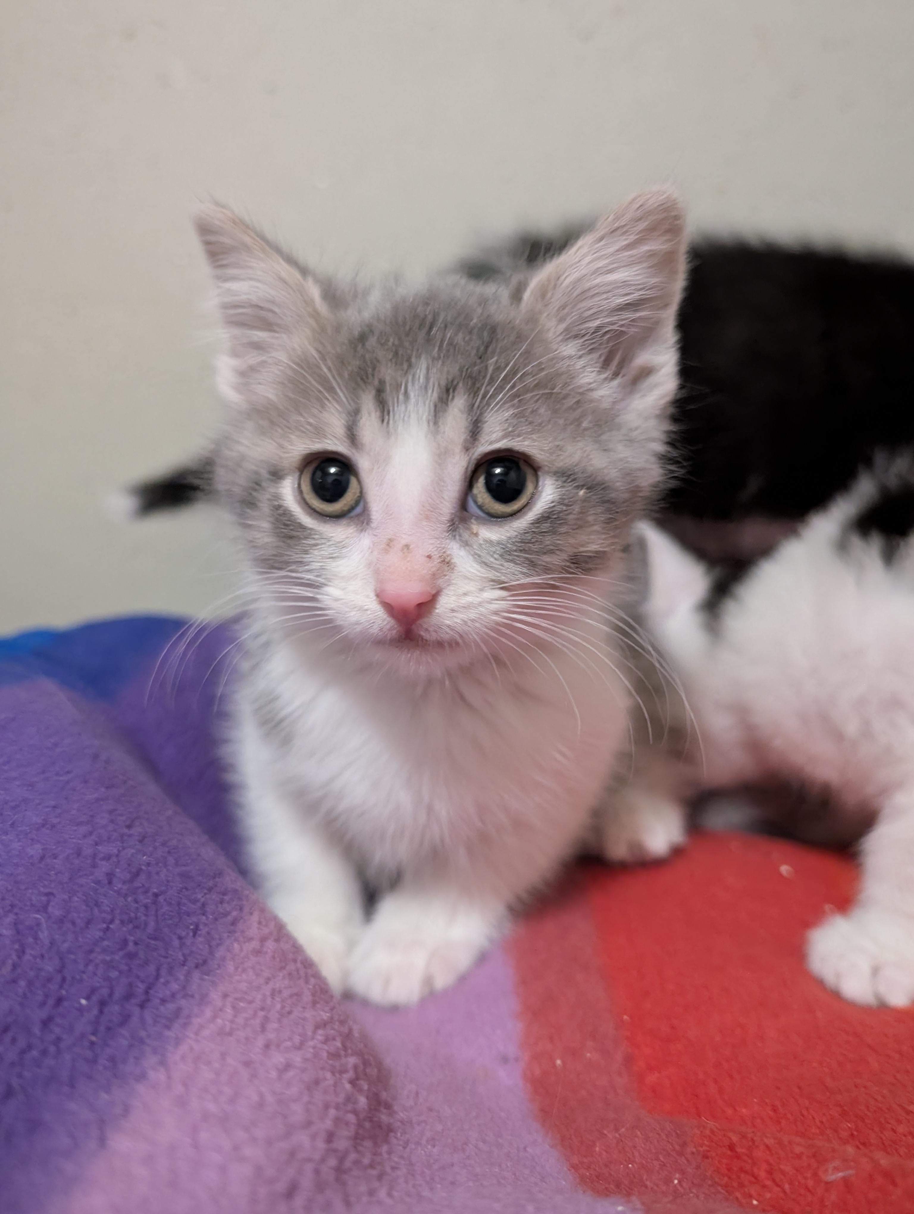 Keroppi, Baby Male Domestic Short Hair