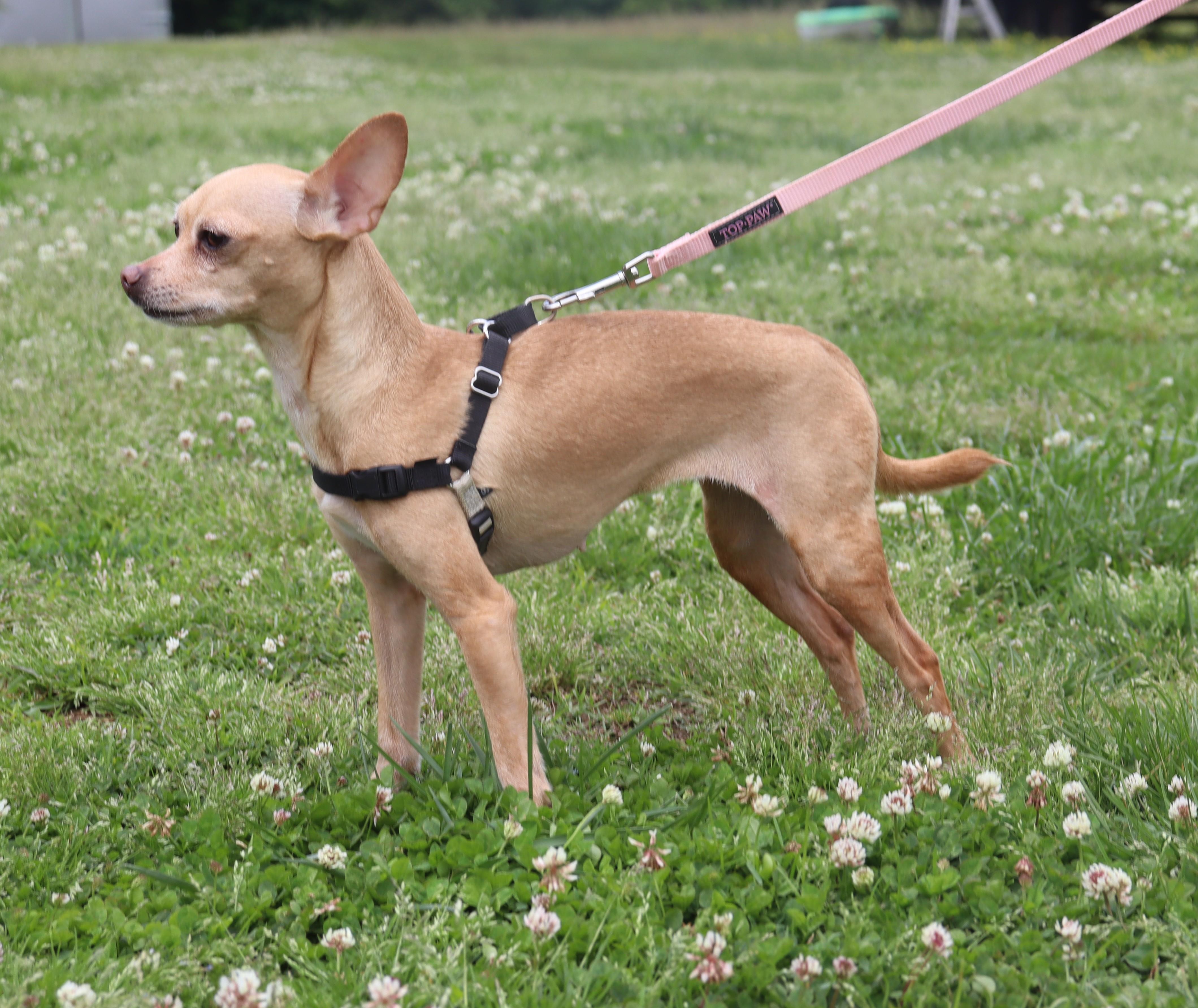 Enlarge Layla, a Adoptable Chihuahua in Nashville , TN image 3/5