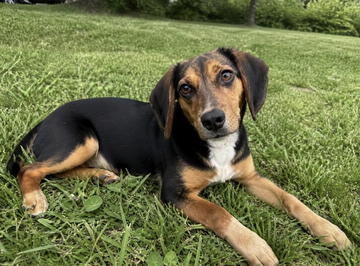 Sweet Pea, ADOPTABLE, Young Female Beagle.