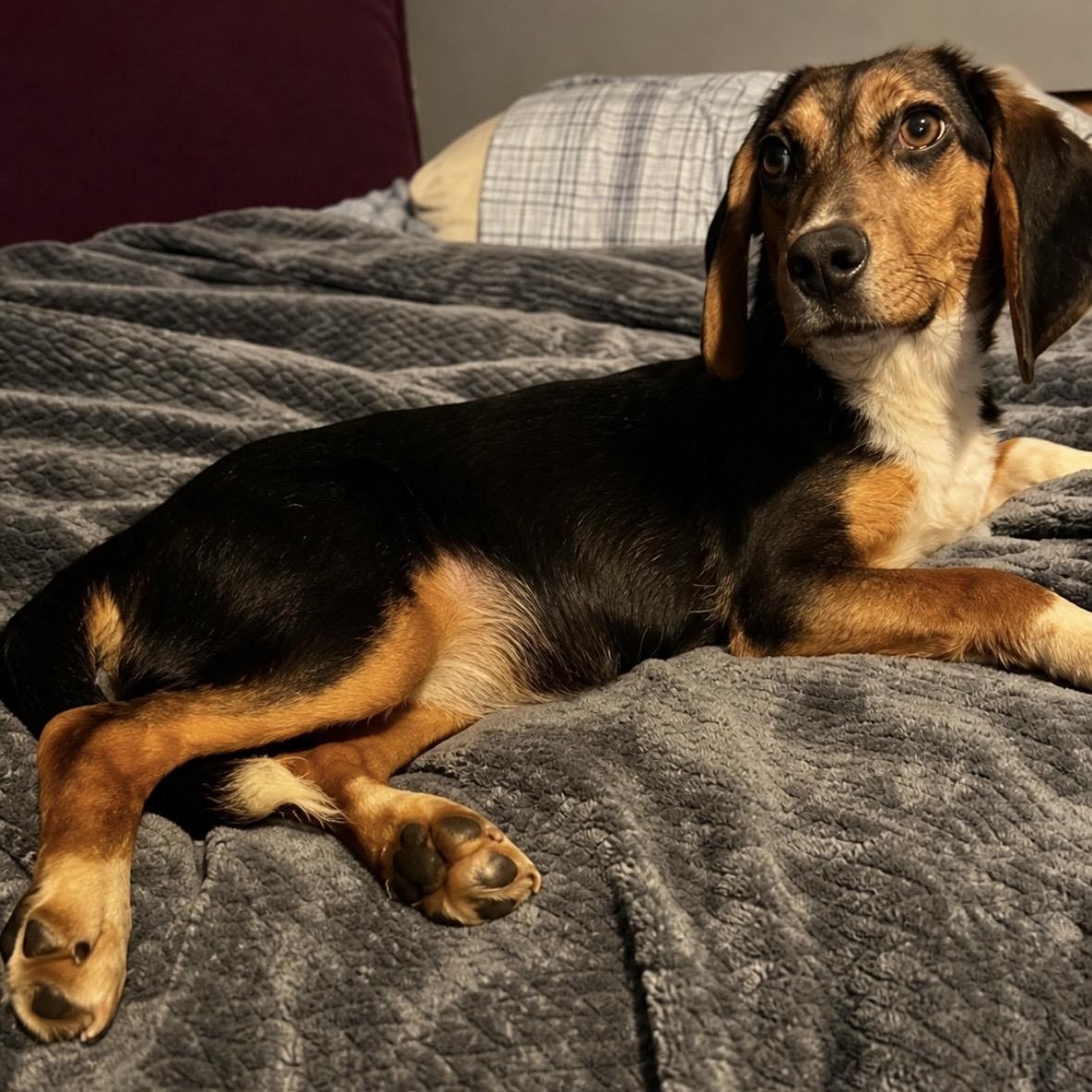 Enlarge Sweet Pea, a ADOPTABLE Beagle in Mount Prospect, IL image 6/6