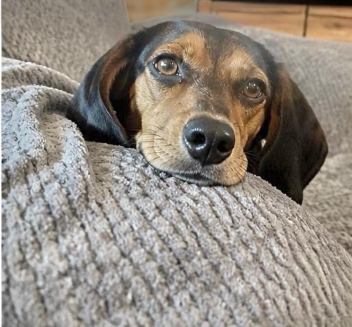 Enlarge Sweet Pea, a ADOPTABLE Beagle in Mount Prospect, IL image 4/6