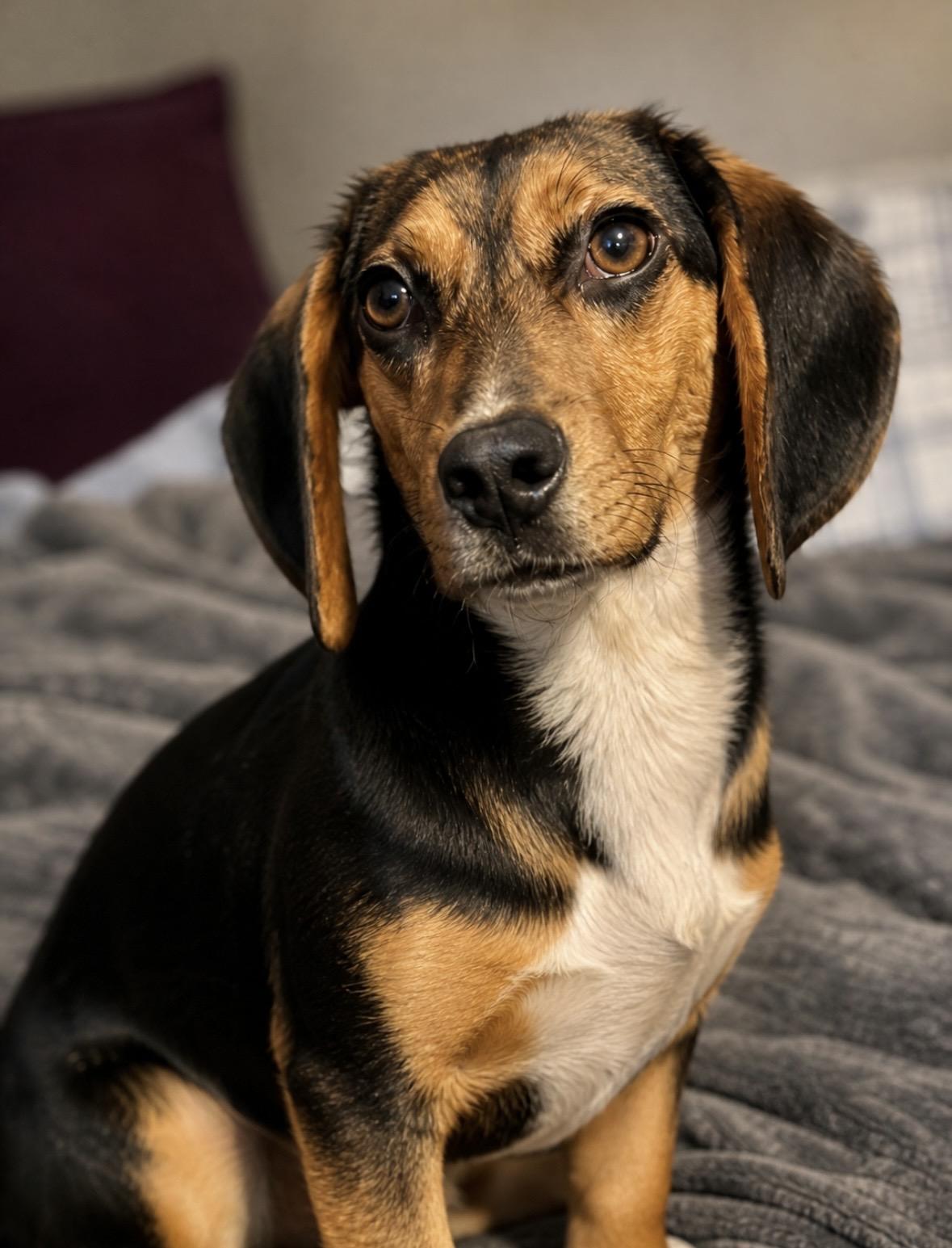 Enlarge Sweet Pea, a ADOPTABLE Beagle in Mount Prospect, IL image 2/6