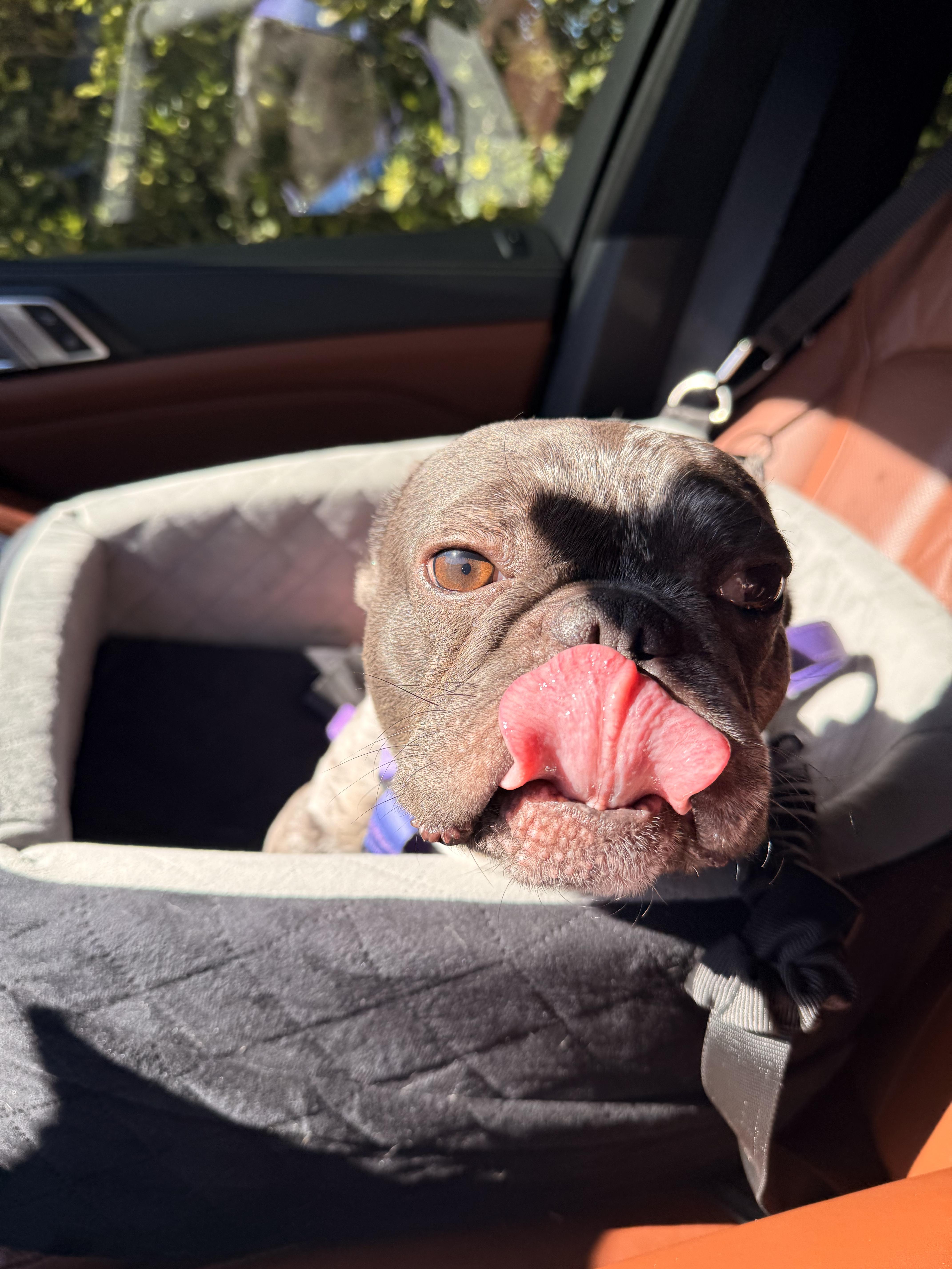 Beau , ADOPTABLE, Young Male French Bulldog.