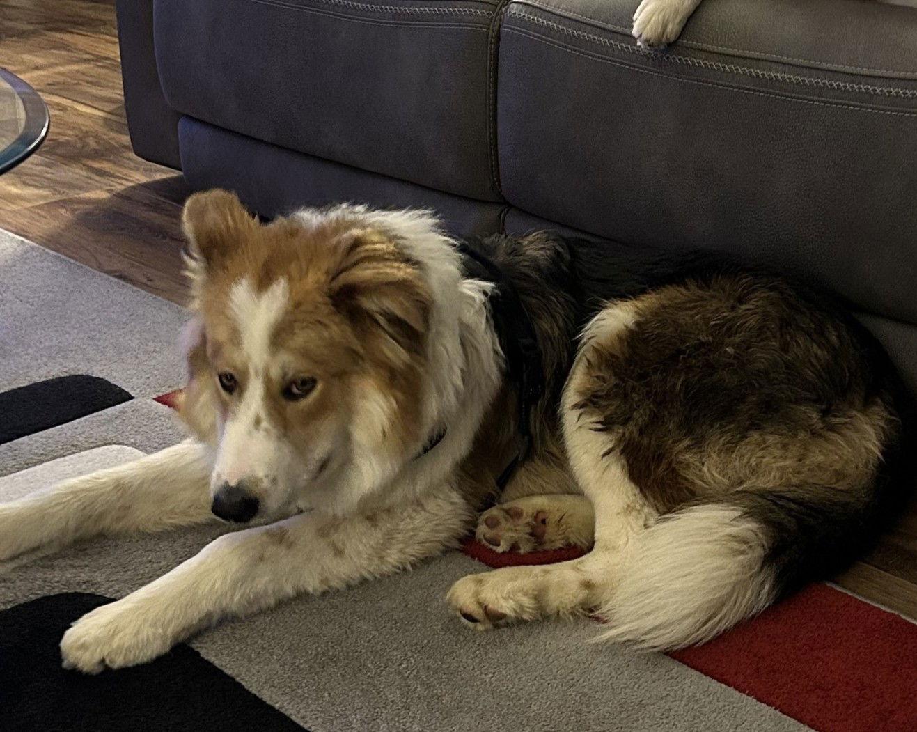 Enlarge Roadie, a Adoptable Australian Shepherd in Paso Robles, CA image 1/3