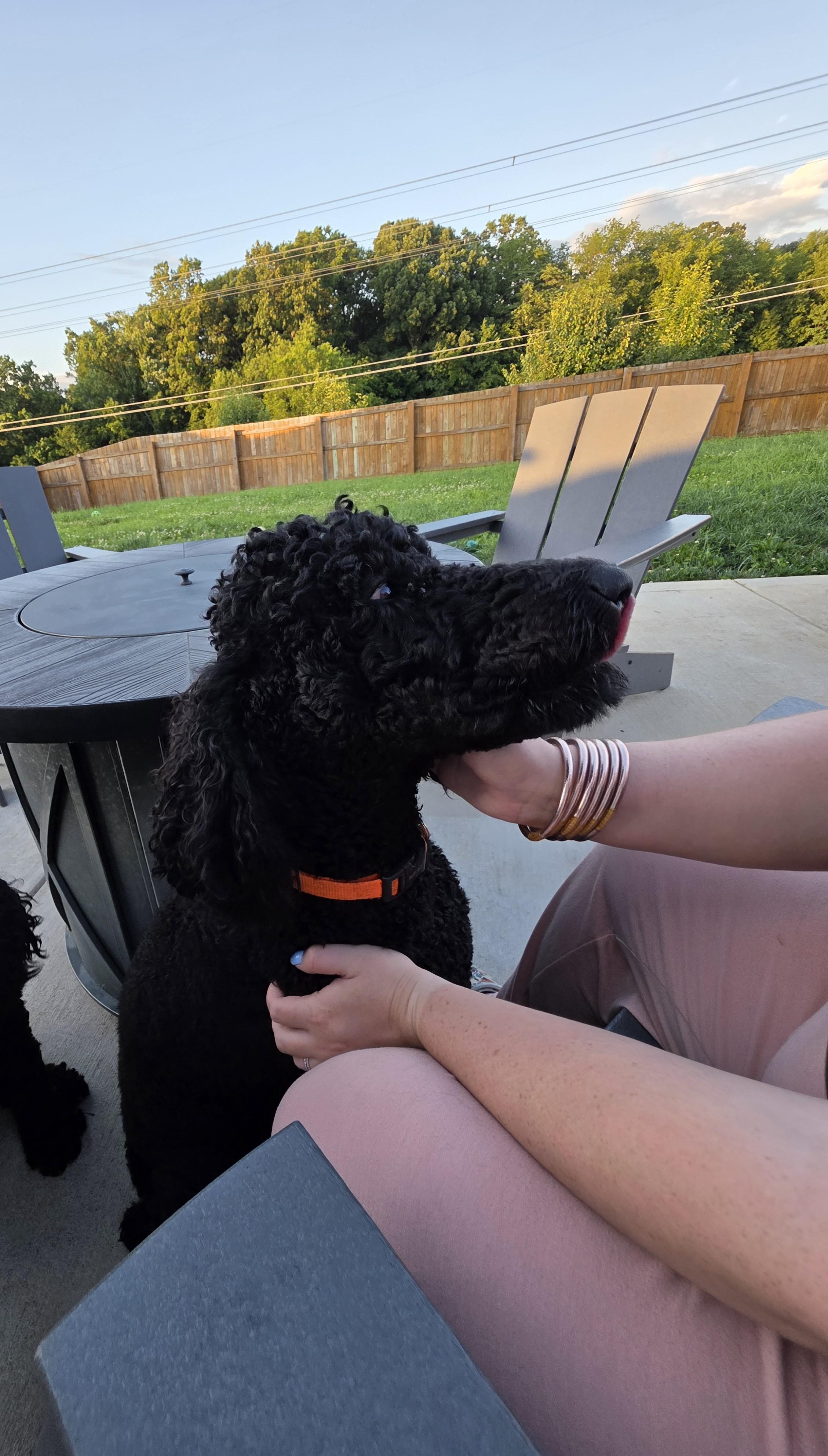 Enlarge Marigold, a Adoptable Standard Poodle in Greeneville, TN image 2/5