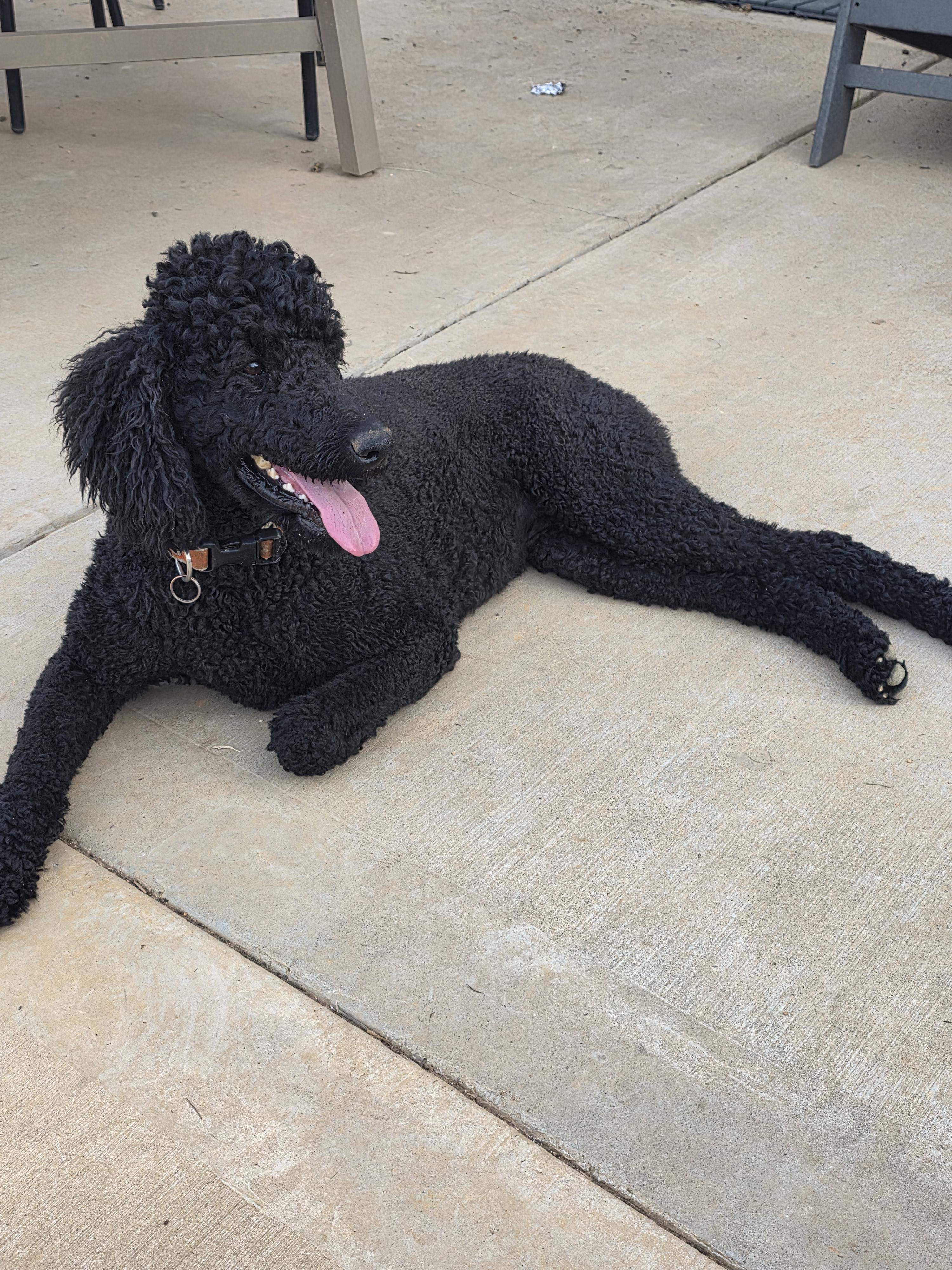 Enlarge Marigold, a Adoptable Standard Poodle in Greeneville, TN image 5/5